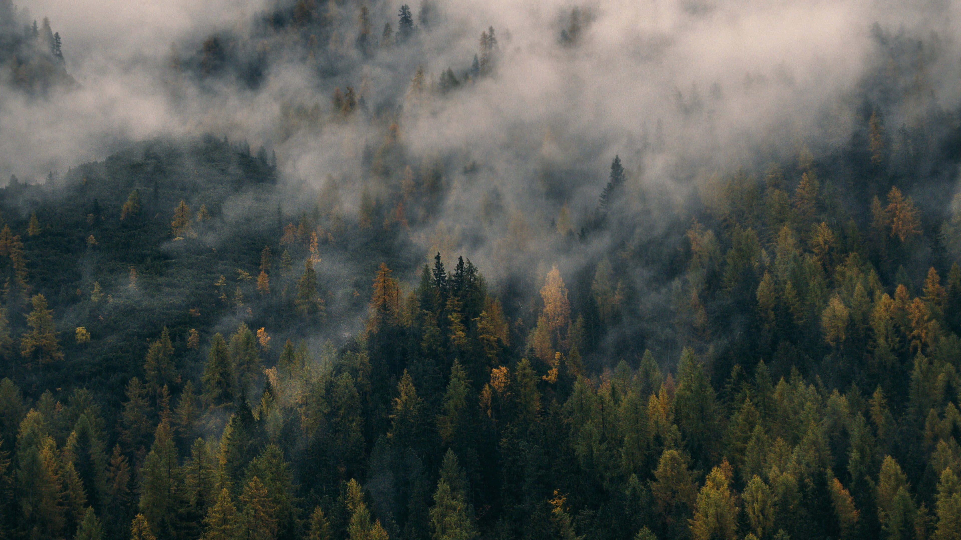 Forest Desktop, misty forest, rolling hills, 4K Desktop Wallpaper
