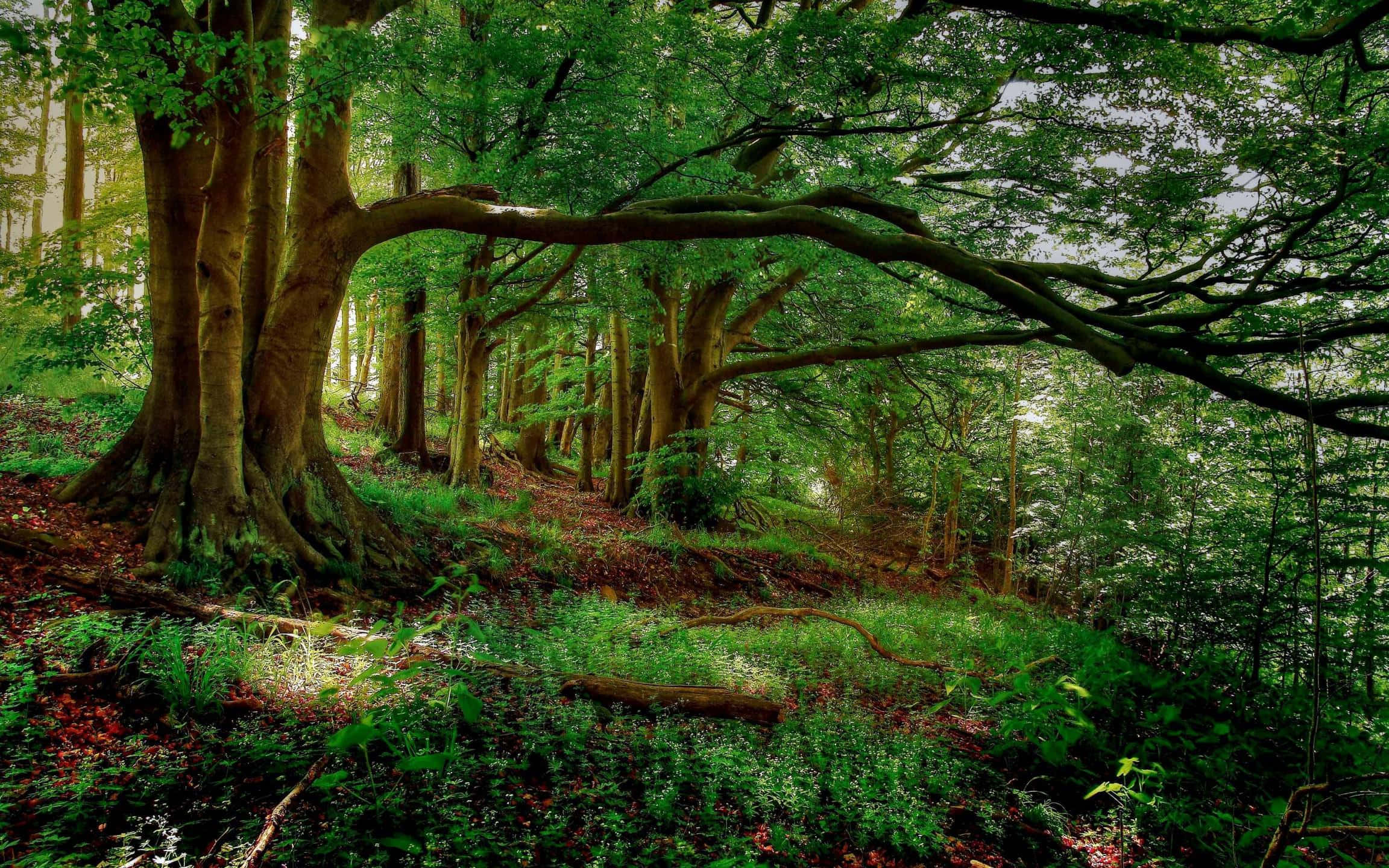 forest desktop, sunlight, dense canopy, Full HD Desktop Wallpaper