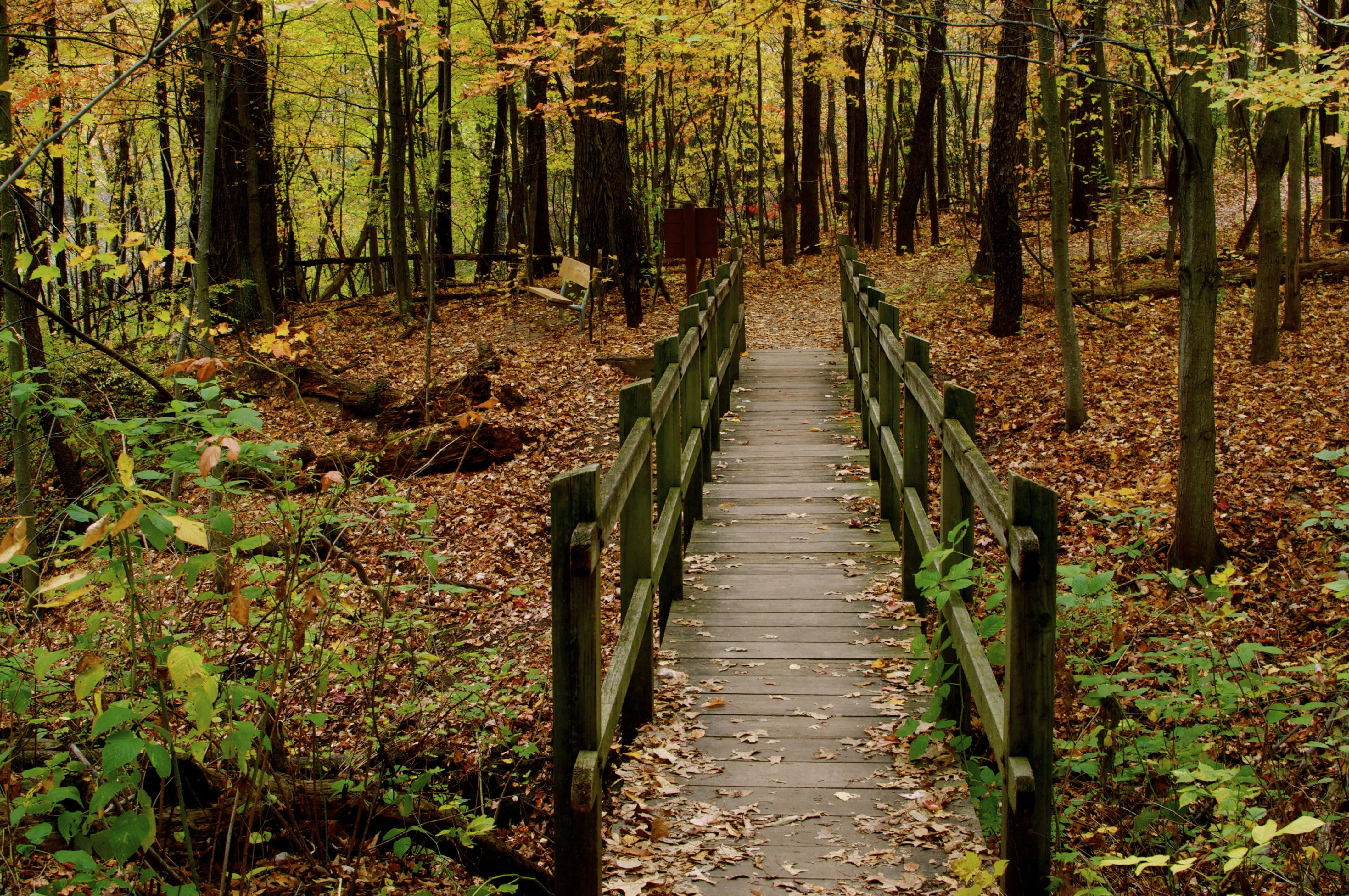 forest desktop, autumn forest, wooden boardwalk, 4K Desktop Wallpaper