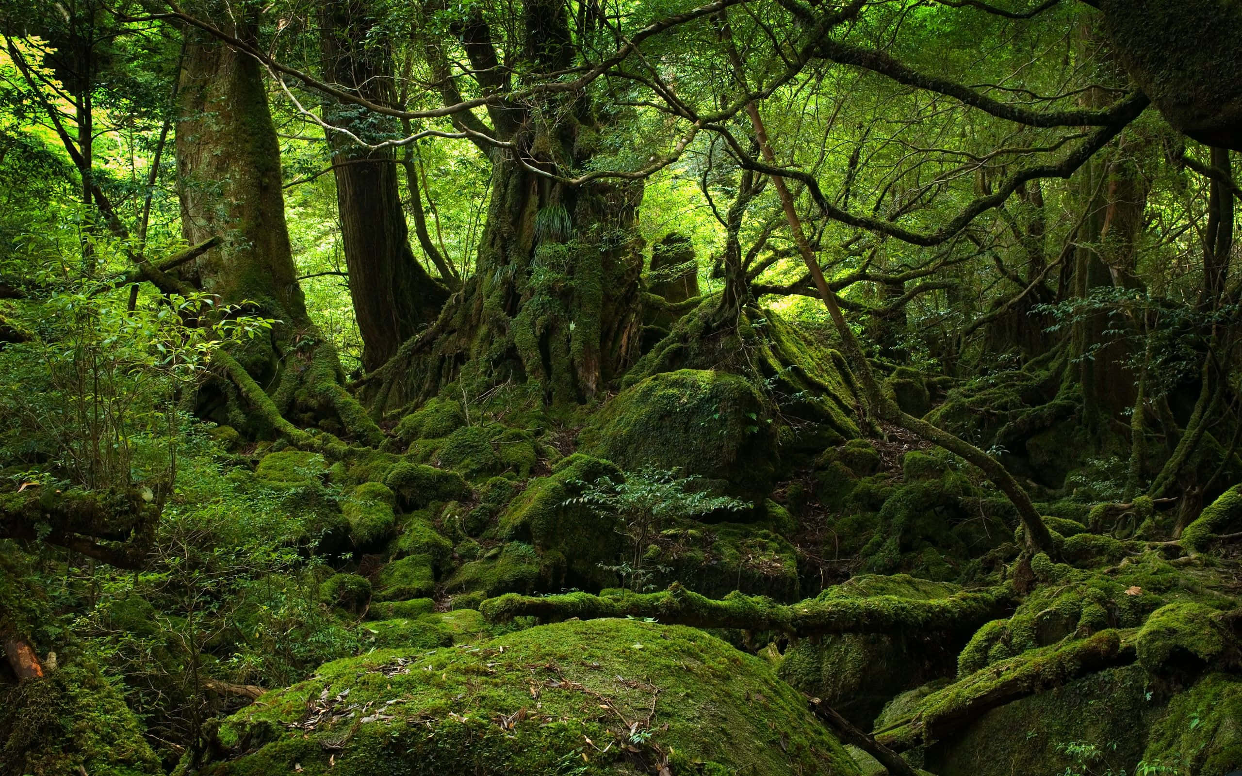 forest desktop, magical forest, ancient moss-covered trees, 2K Desktop Wallpaper