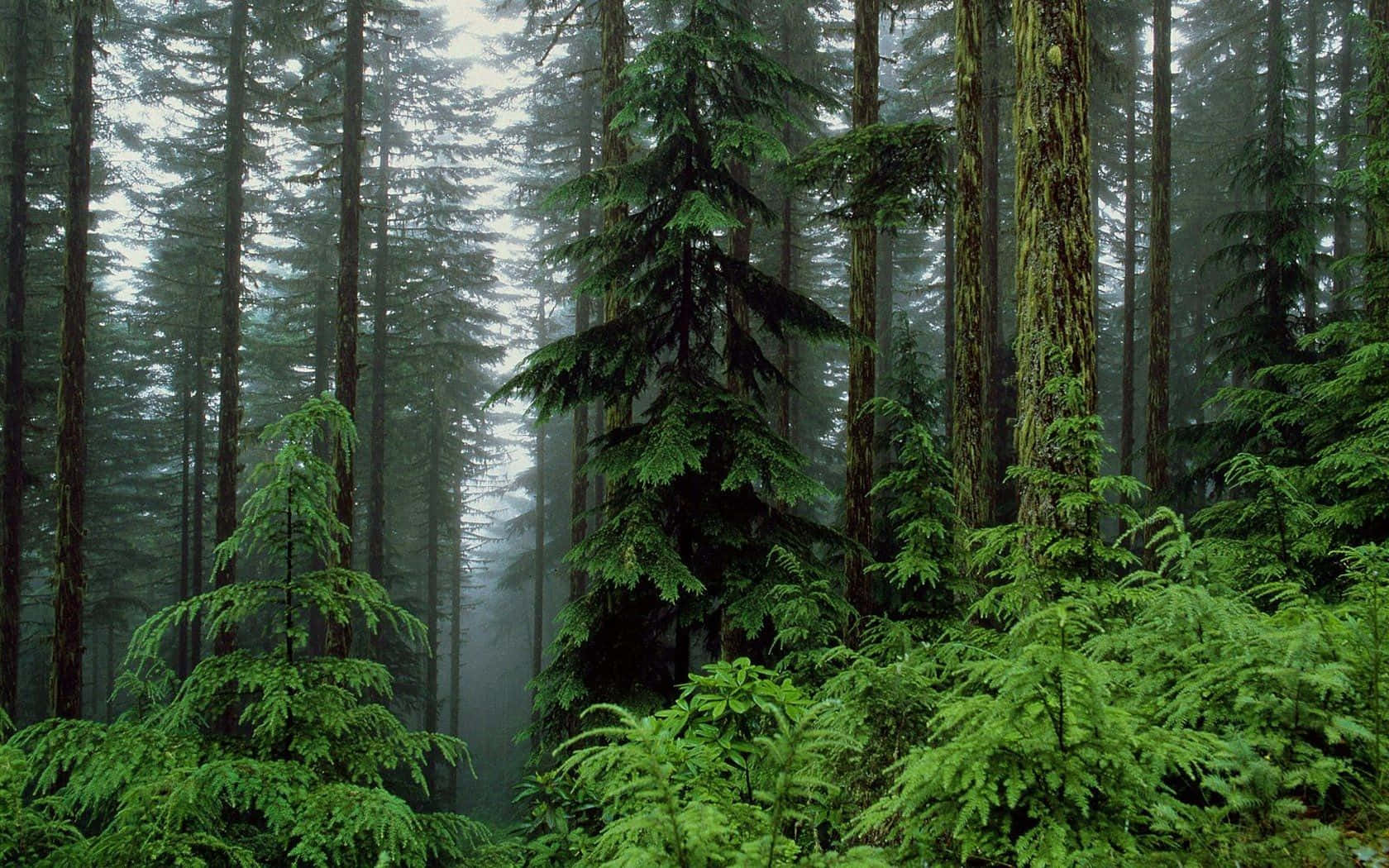 forest, evergreens, ferns, HD Desktop Wallpaper