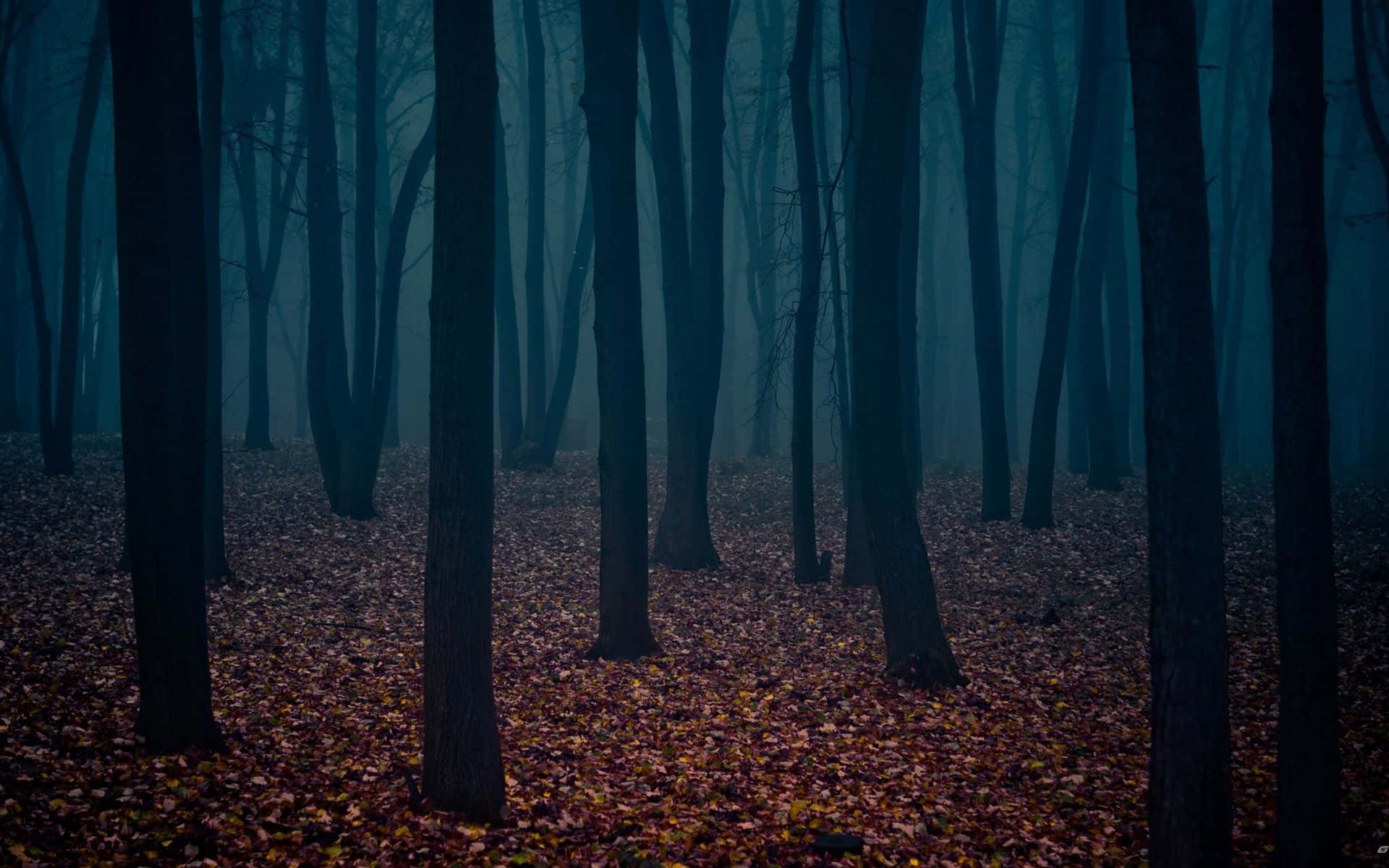 forest desktop, misty forest, tall dark trees, Full HD Desktop Wallpaper