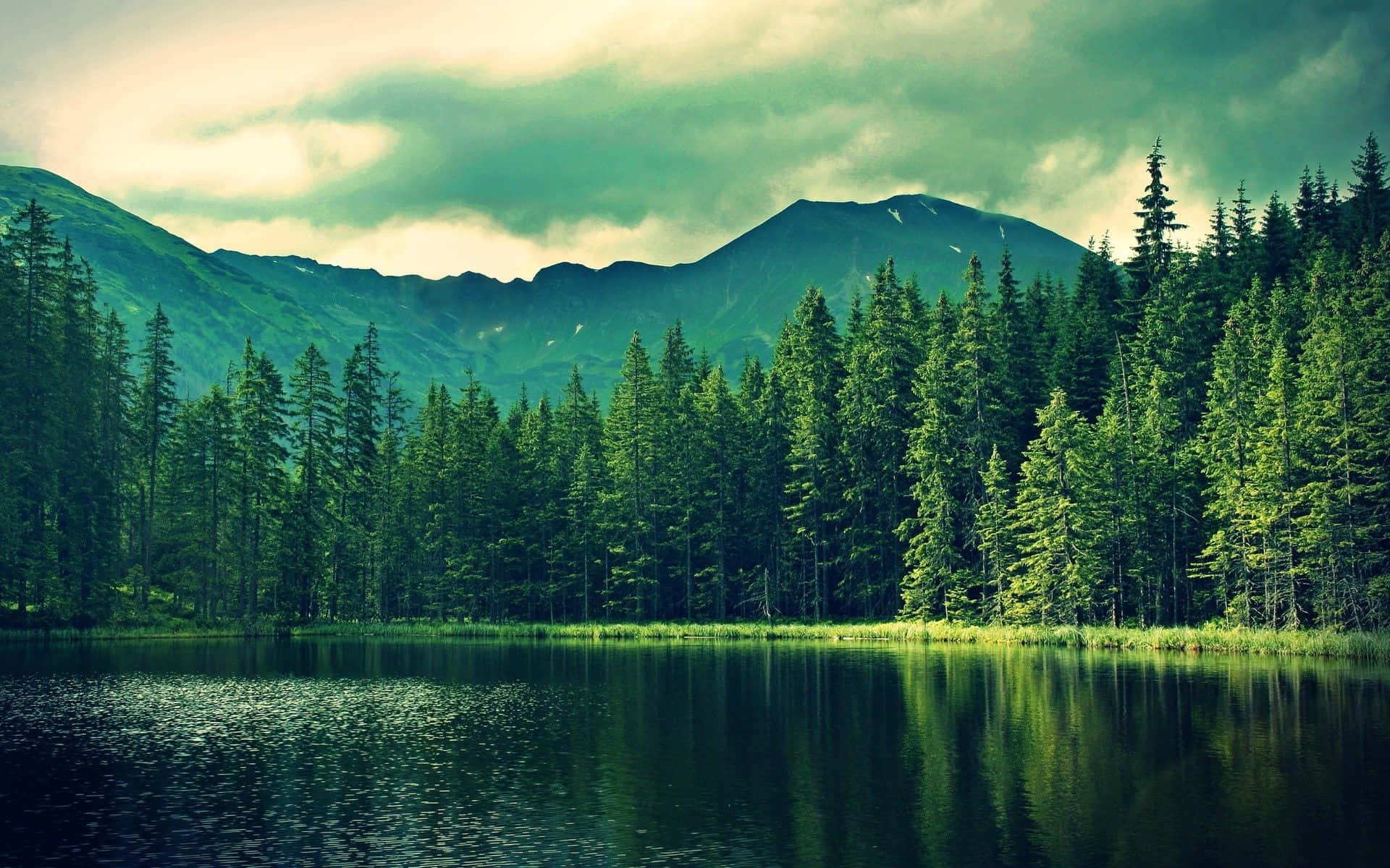 forest, lake, mountains, Full HD Desktop Wallpaper