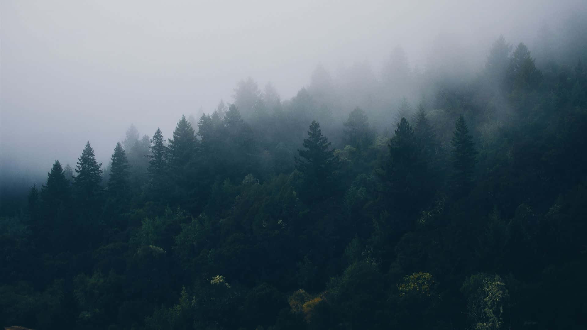 forest desktop, evergreen trees, fog, Full HD Desktop Wallpaper