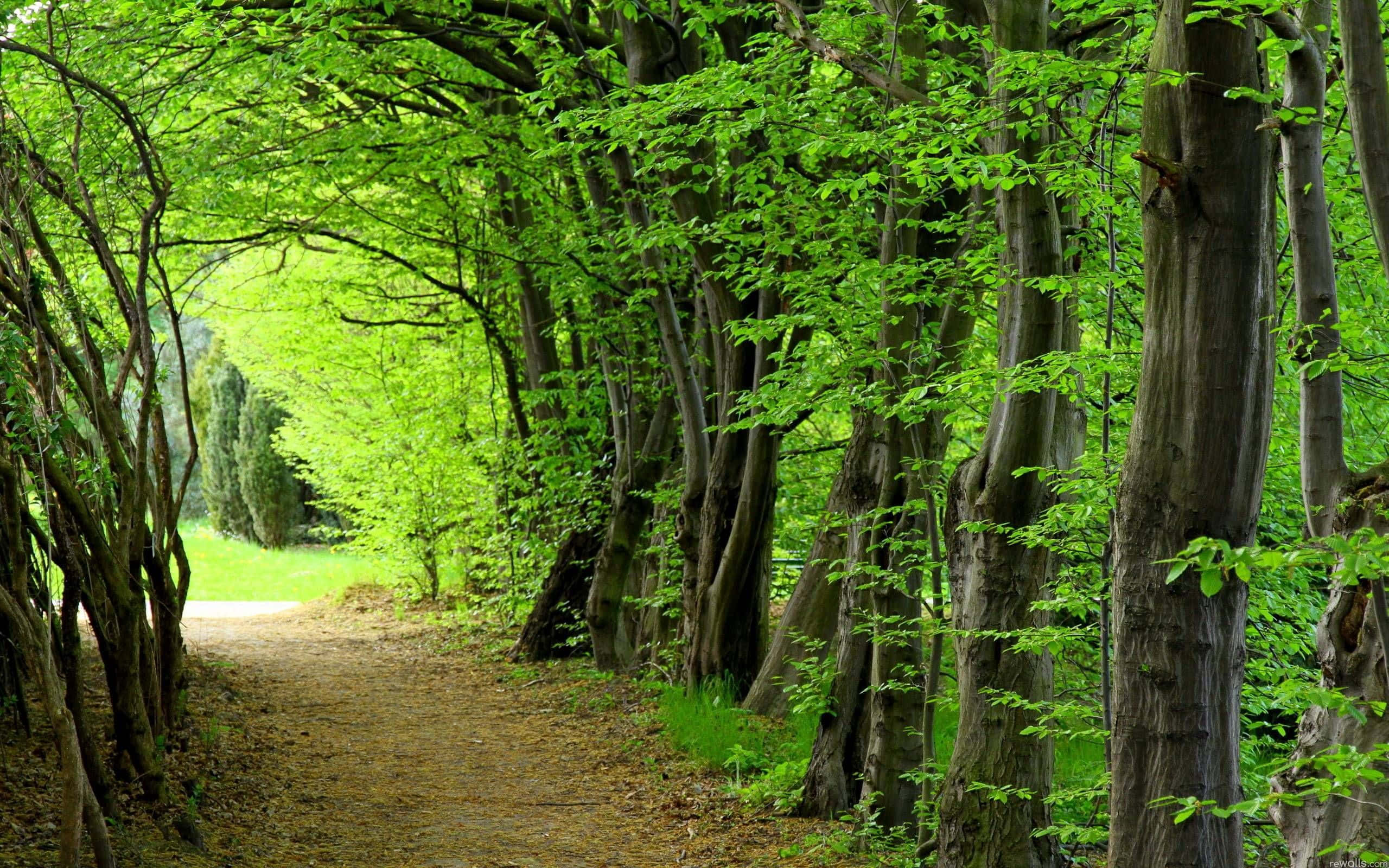 forest, dirt path, vibrant green trees, 2K Desktop Wallpaper