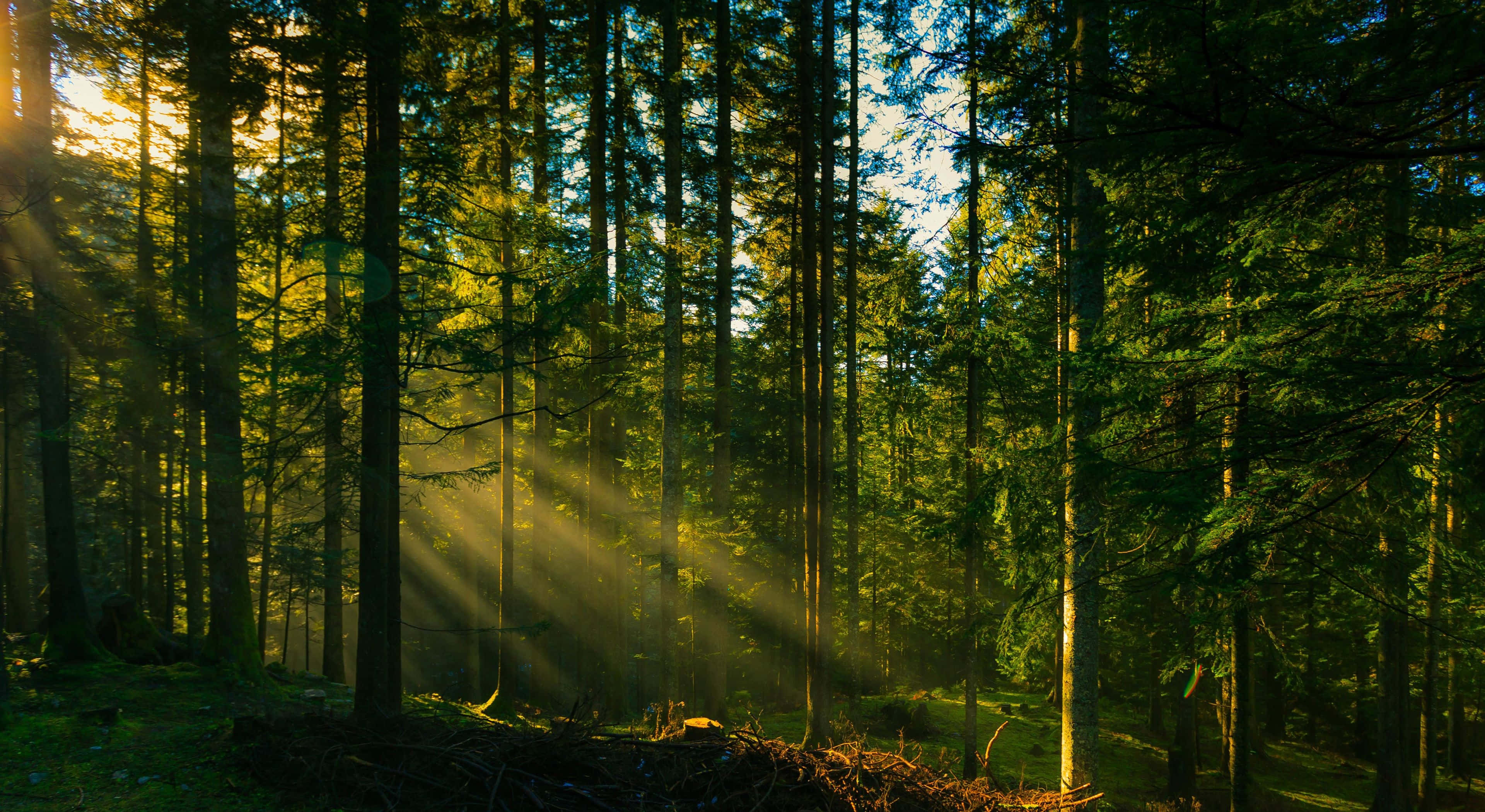 Forest Desktop, golden sunlight, towering pine trees, 4K Desktop Wallpaper