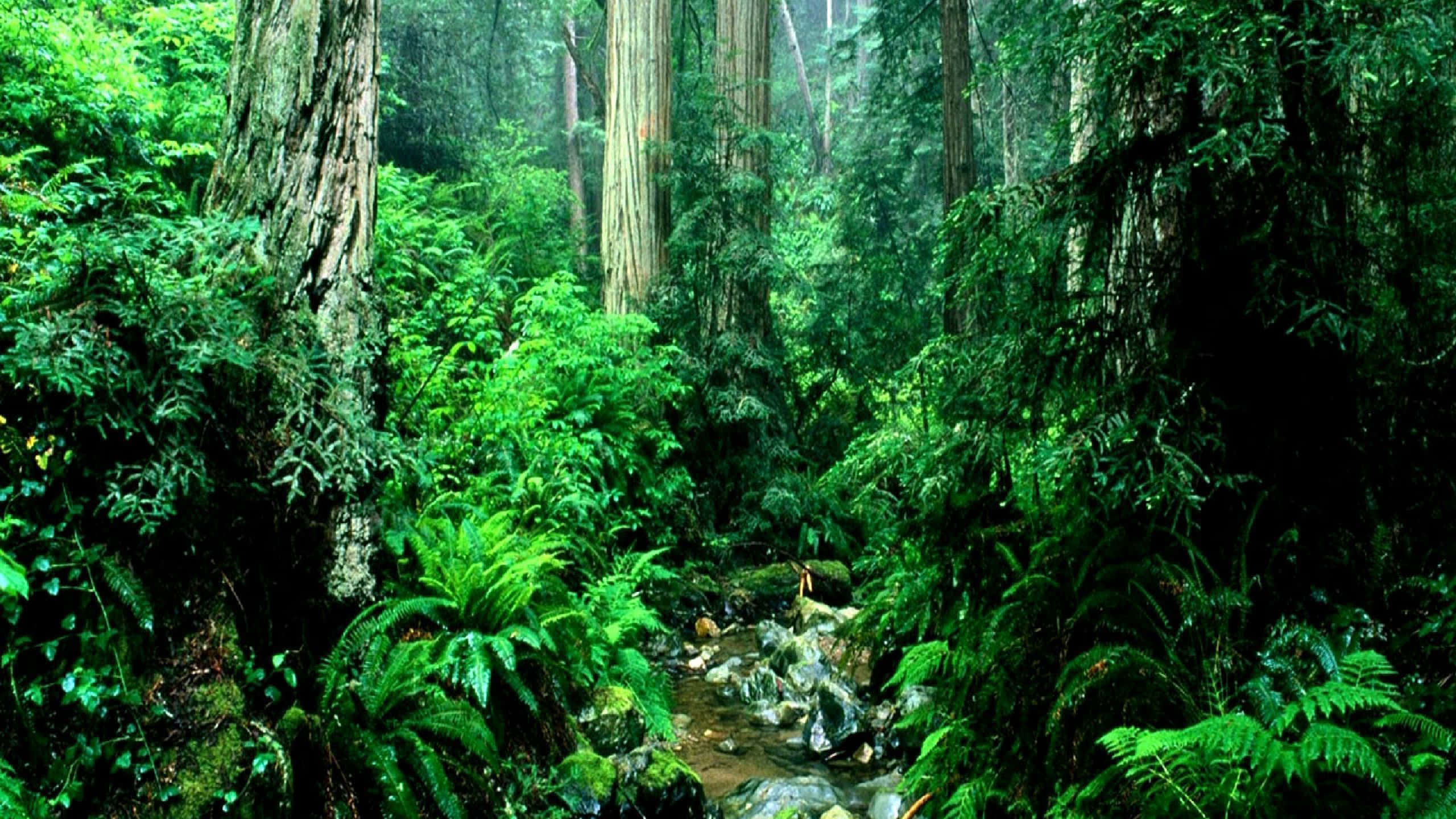 jungle desktop, lush ferns, moss, 2K Desktop Wallpaper