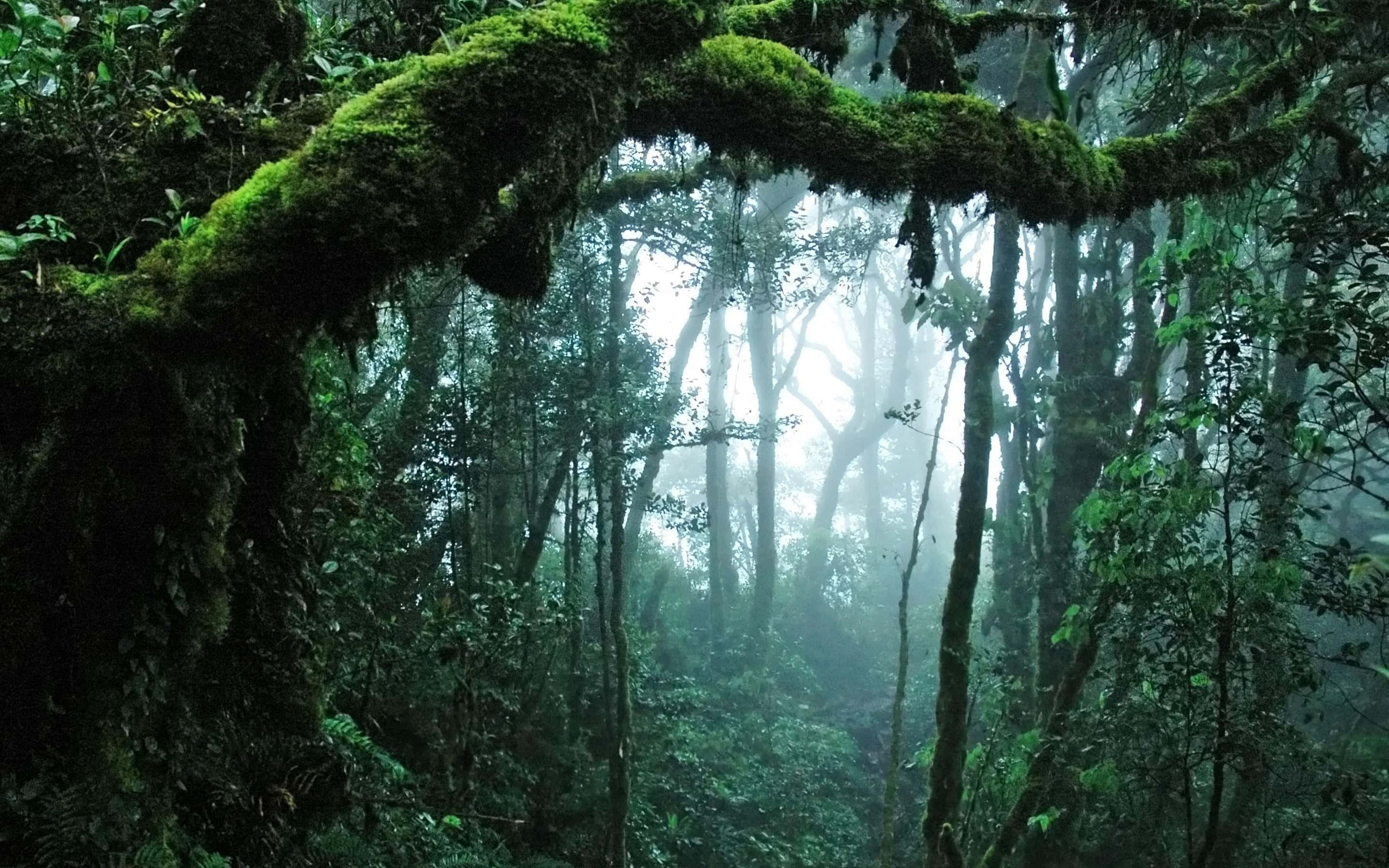 moss-covered tree arch, misty forest, tall trees, 2K Desktop Wallpaper