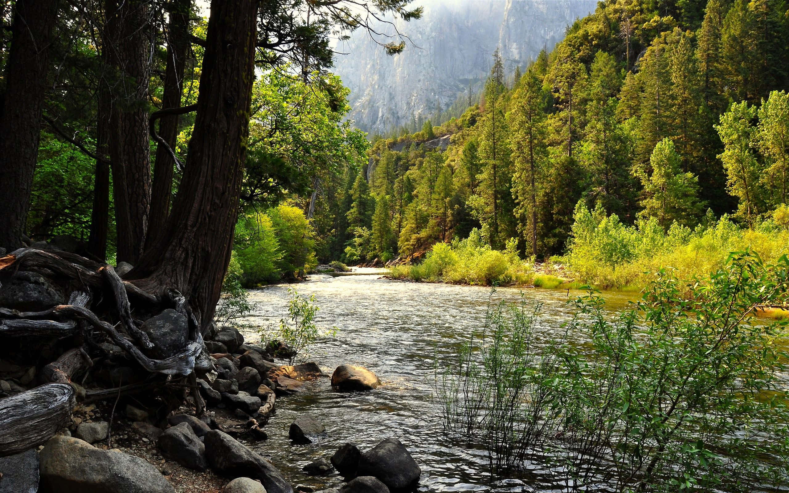 Forest Desktop, sunlit river, lush forest, 2K Desktop Wallpaper