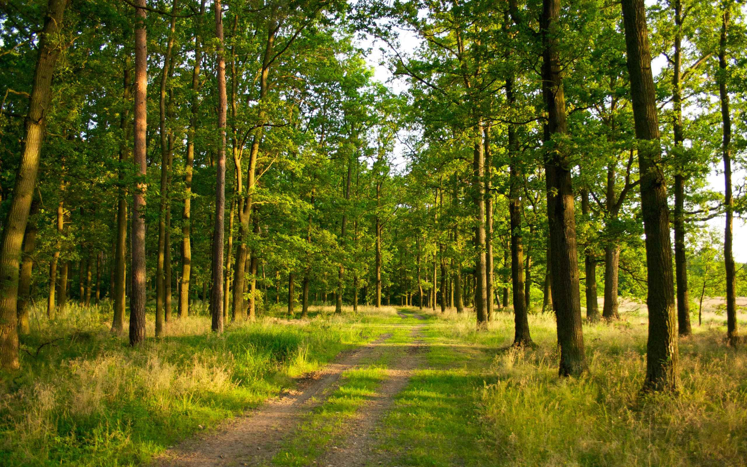 forest desktop, sunlit dirt path, dense forest, 2K Desktop Wallpaper