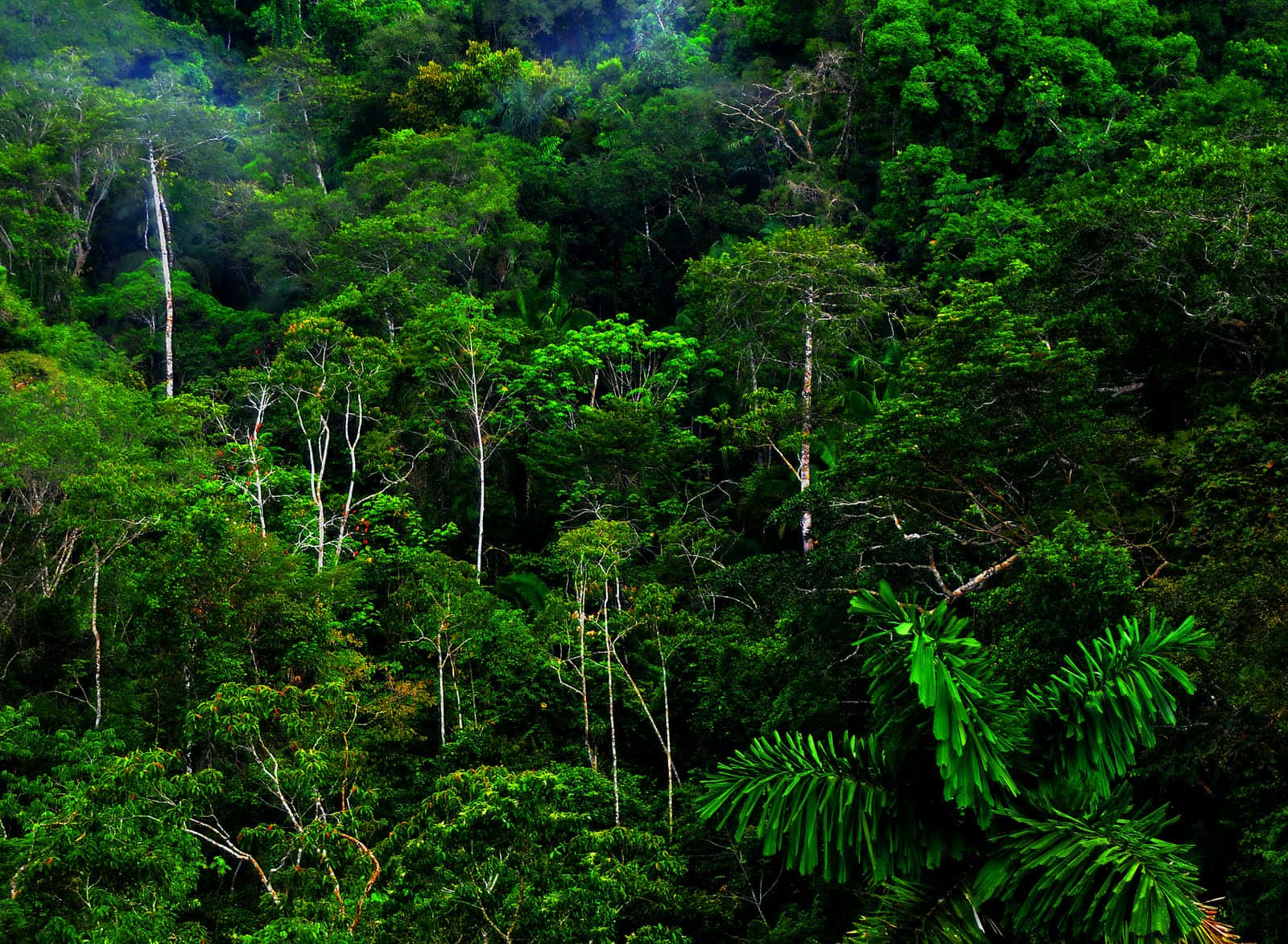 jungle desktop, tropical rainforest canopy, towering trees, HD Desktop Wallpaper