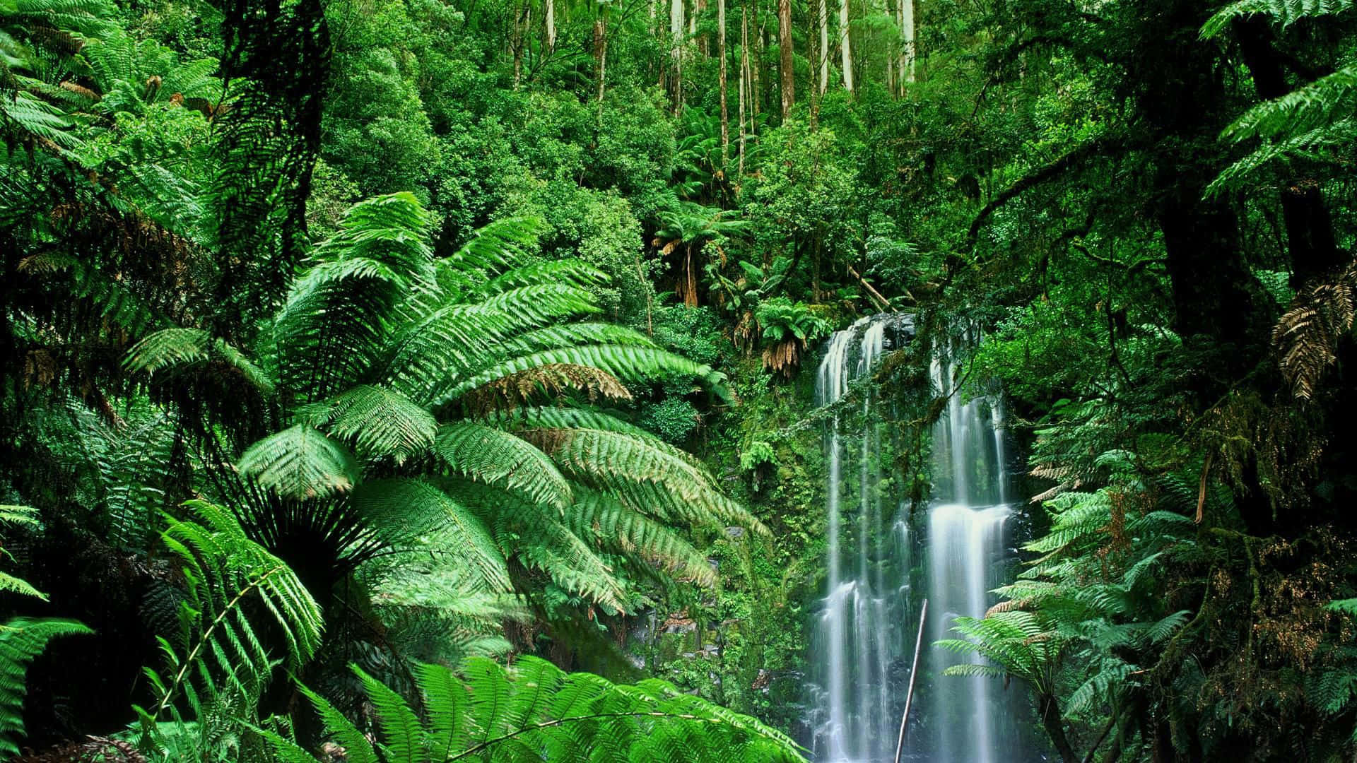 jungle desktop, rainforest, waterfall, Full HD Desktop Wallpaper