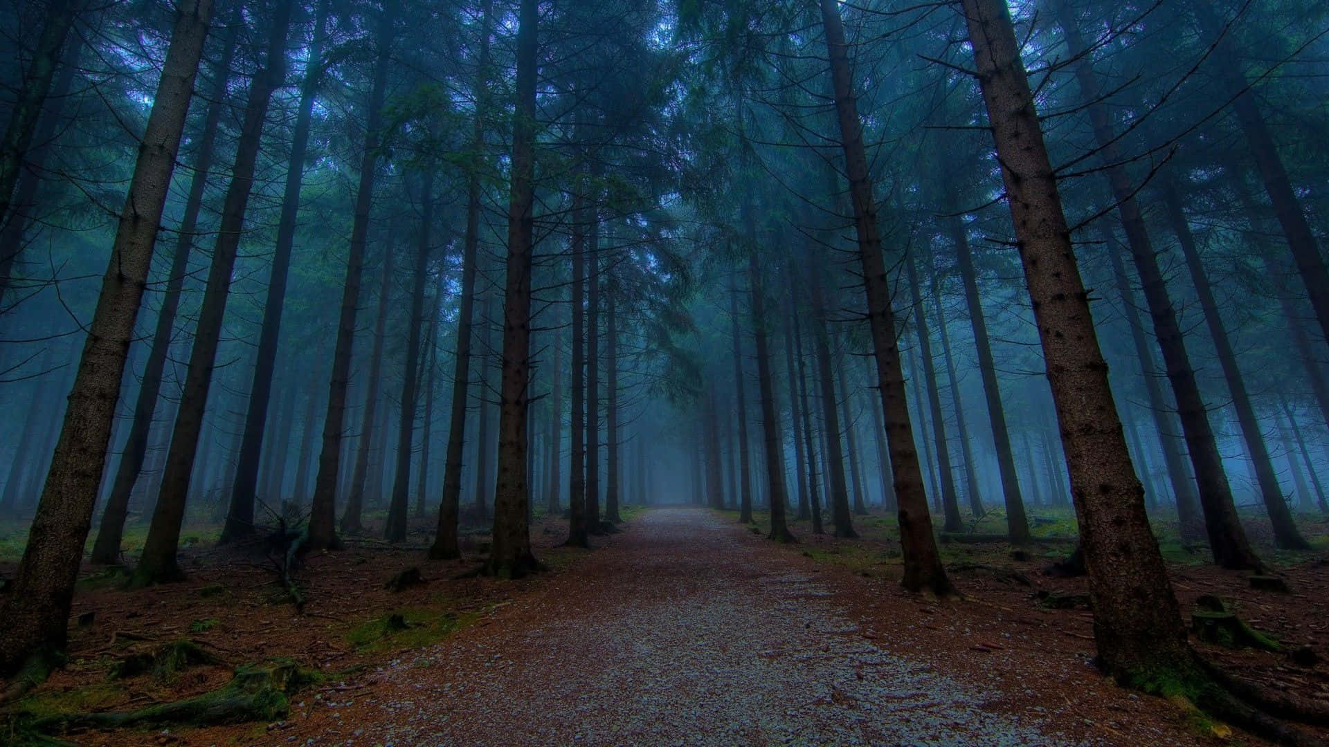 forest desktop, twilight, misty forest path, Full HD Desktop Wallpaper