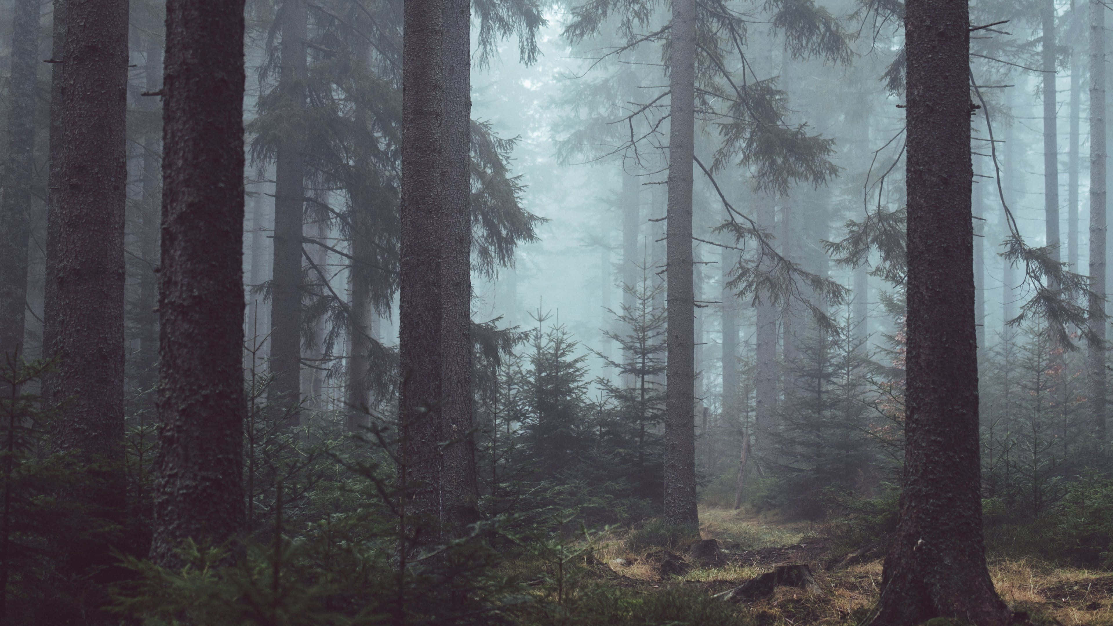forest desktop, misty forest, tall pine trees, 4K Desktop Wallpaper