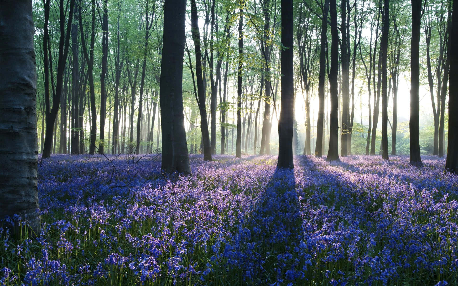 Lavender In Spring, Forest Desktop, golden beams, Full HD Desktop Wallpaper