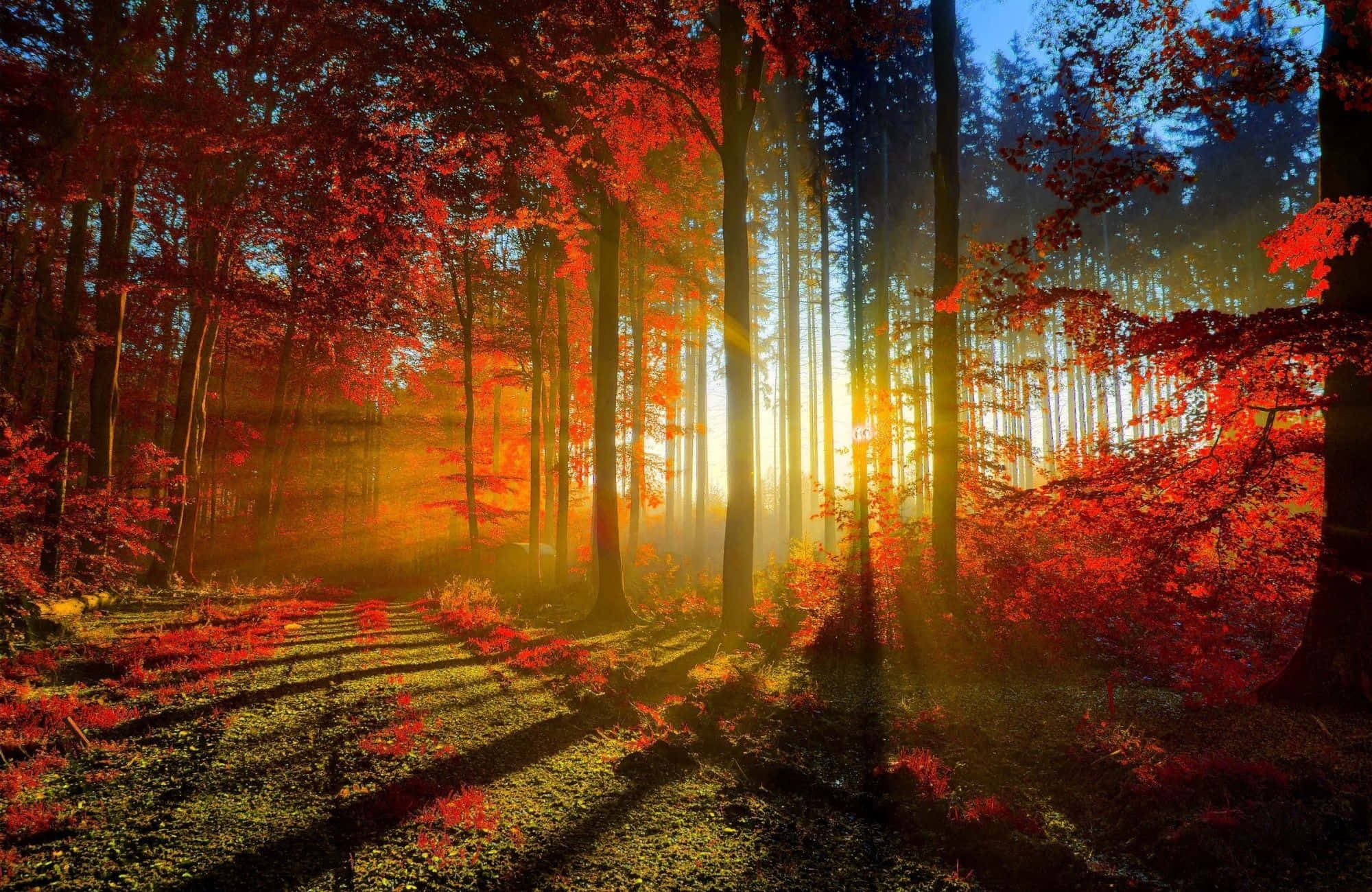 forest, sunlight, vibrant red autumn leaves, Full HD Desktop Wallpaper
