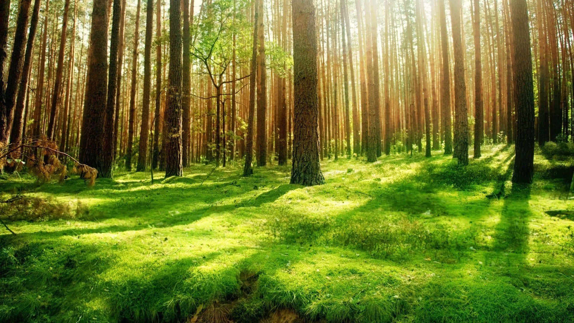 forest desktop, pine trees, golden beams, Full HD Desktop Wallpaper