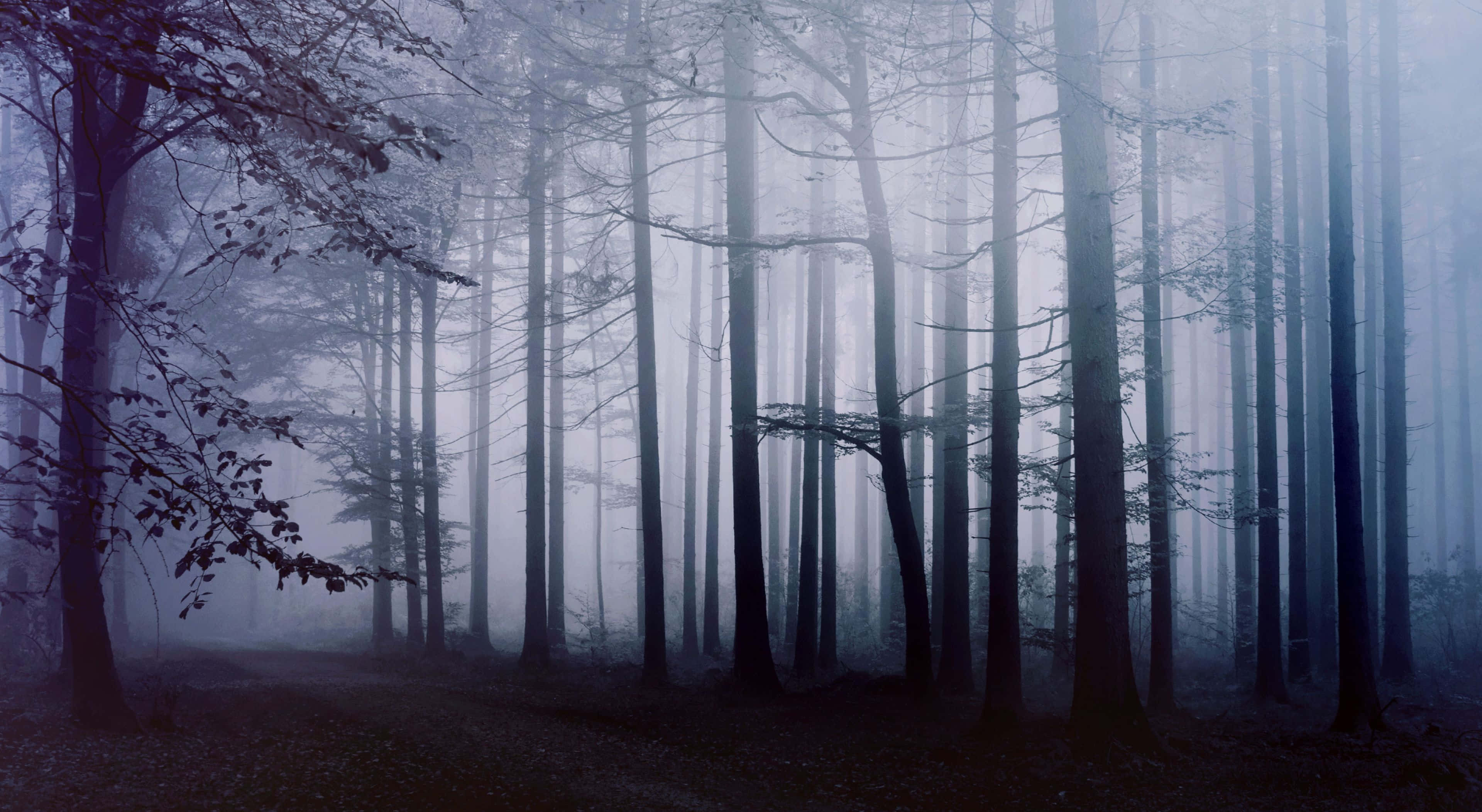 forest desktop, misty forest, tall trees, 4K Desktop Wallpaper