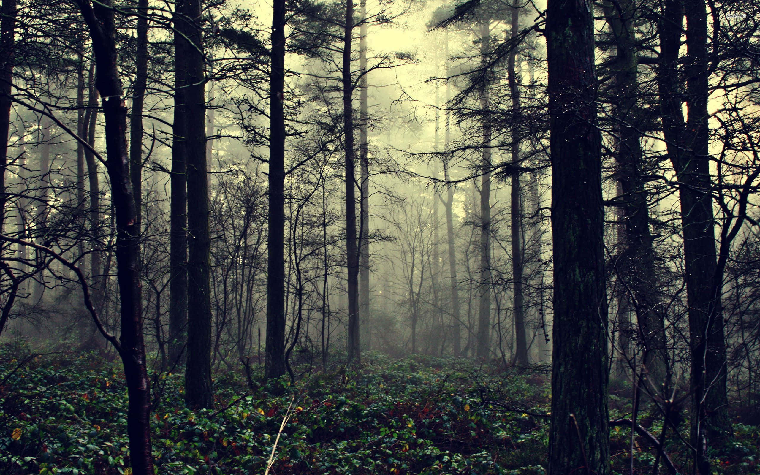 forest desktop, golden forest, misty forest, 2K Desktop Wallpaper