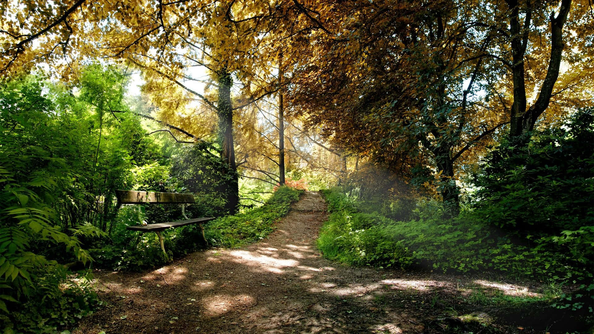 forest desktop, sunlit forest path, golden autumn trees, Full HD Desktop Wallpaper