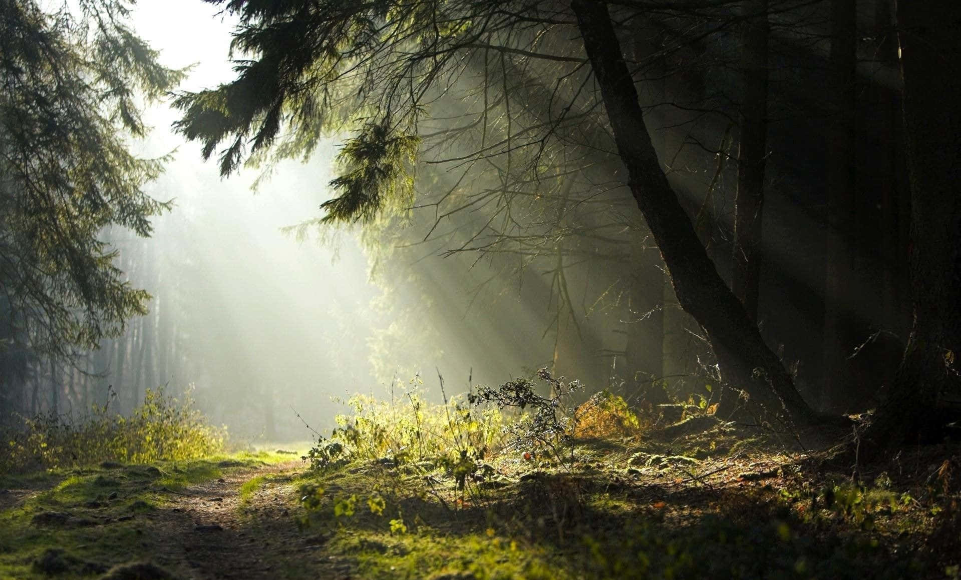 forest desktop, sunlight, dense forest canopy, HD Desktop Wallpaper