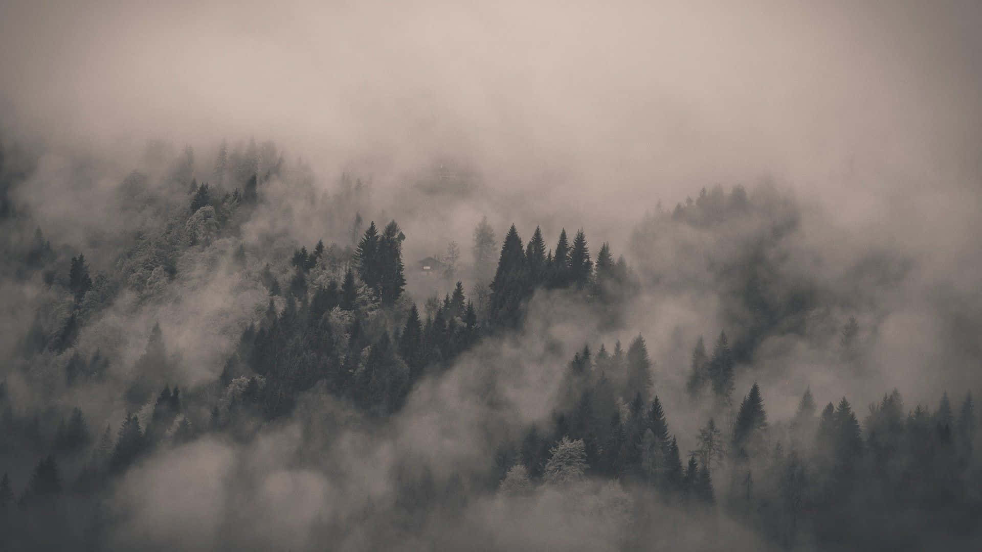 forest, misty forested mountains, thick fog, Full HD Desktop Wallpaper