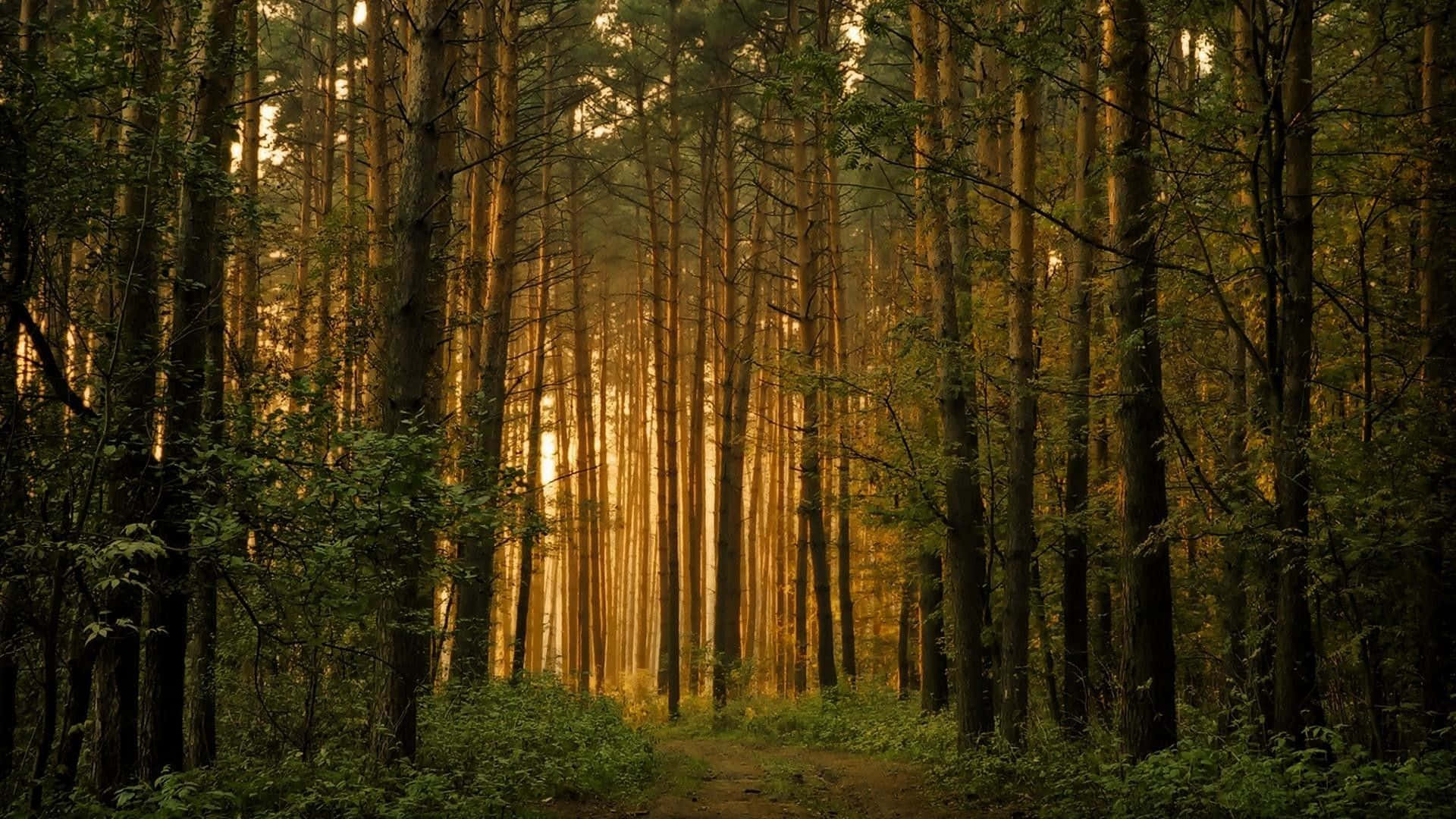 forest, sunlight, tall trees, Full HD Desktop Wallpaper