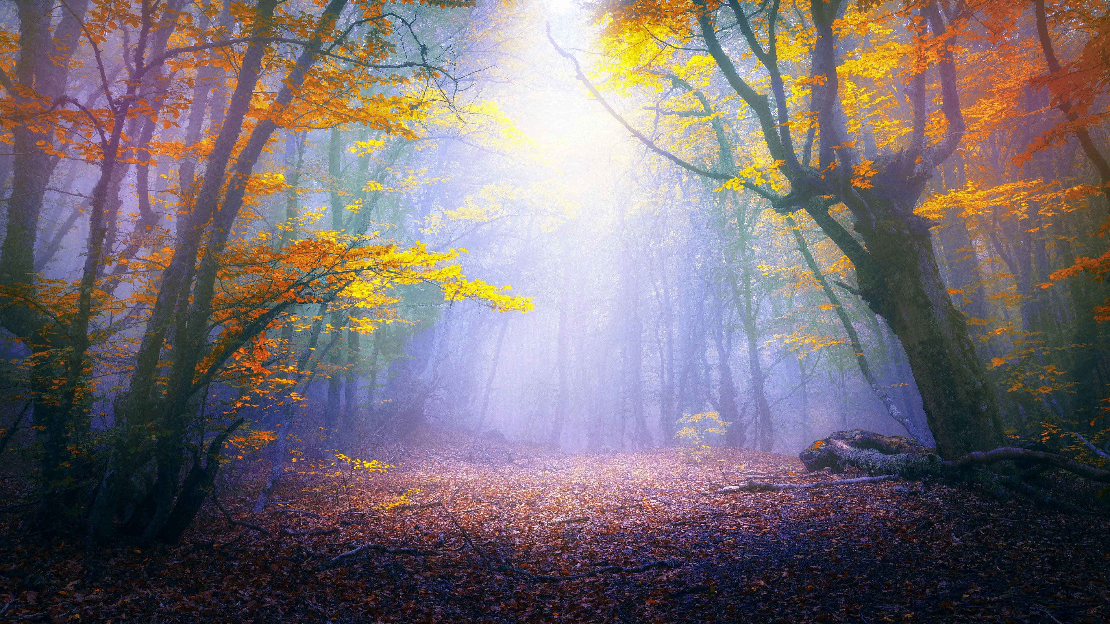 golden autumn leaves, misty forest, sunlight, 4K Desktop Wallpaper