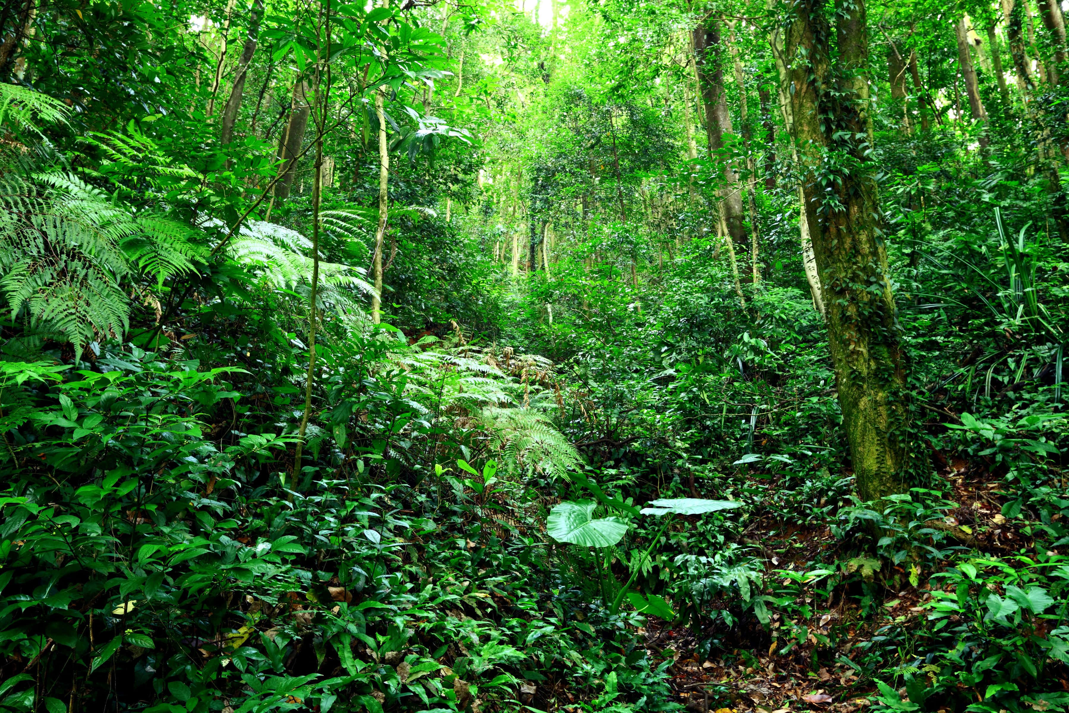 jungle desktop, tropical forest, towering trees, 2K Desktop Wallpaper