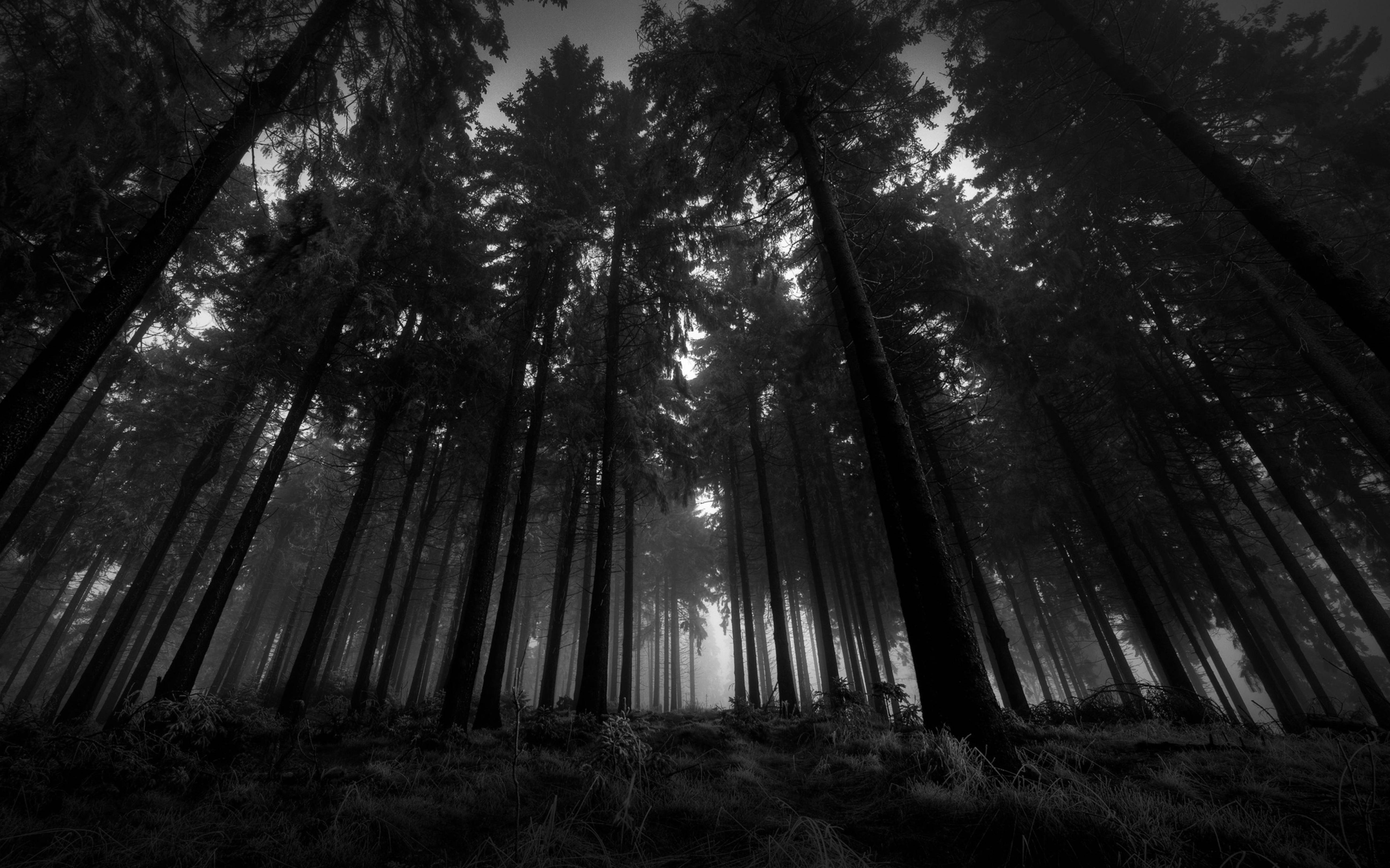 4K Ultra HD, black forest, towering pine trees, 5K Desktop Wallpaper