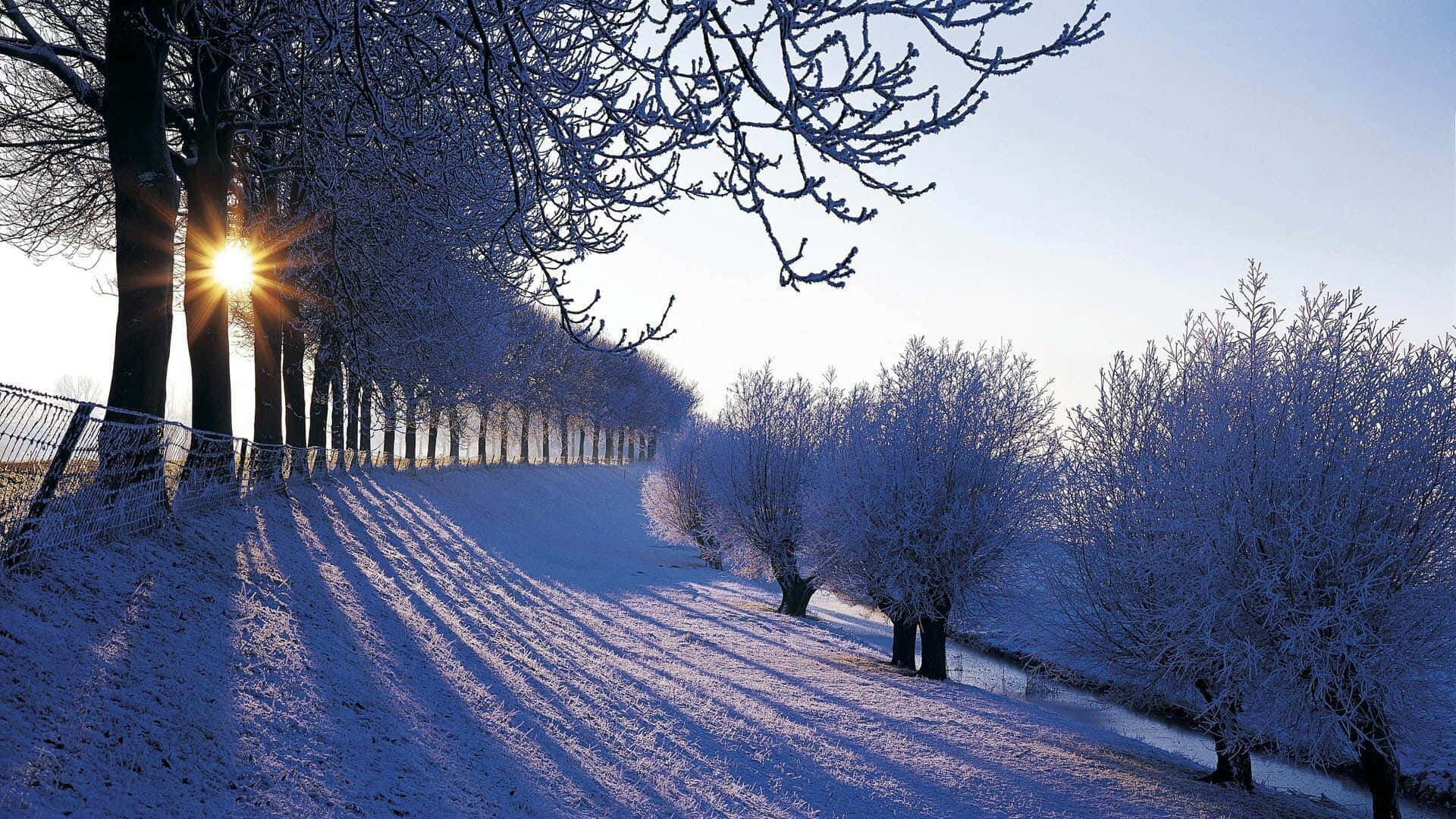 Winter Forest, snowy path, frost-covered trees, Full HD Desktop Wallpaper