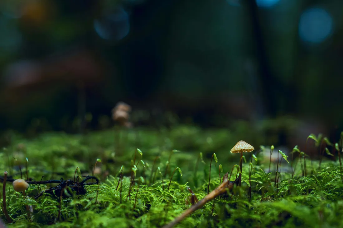 Forest Green Aesthetic