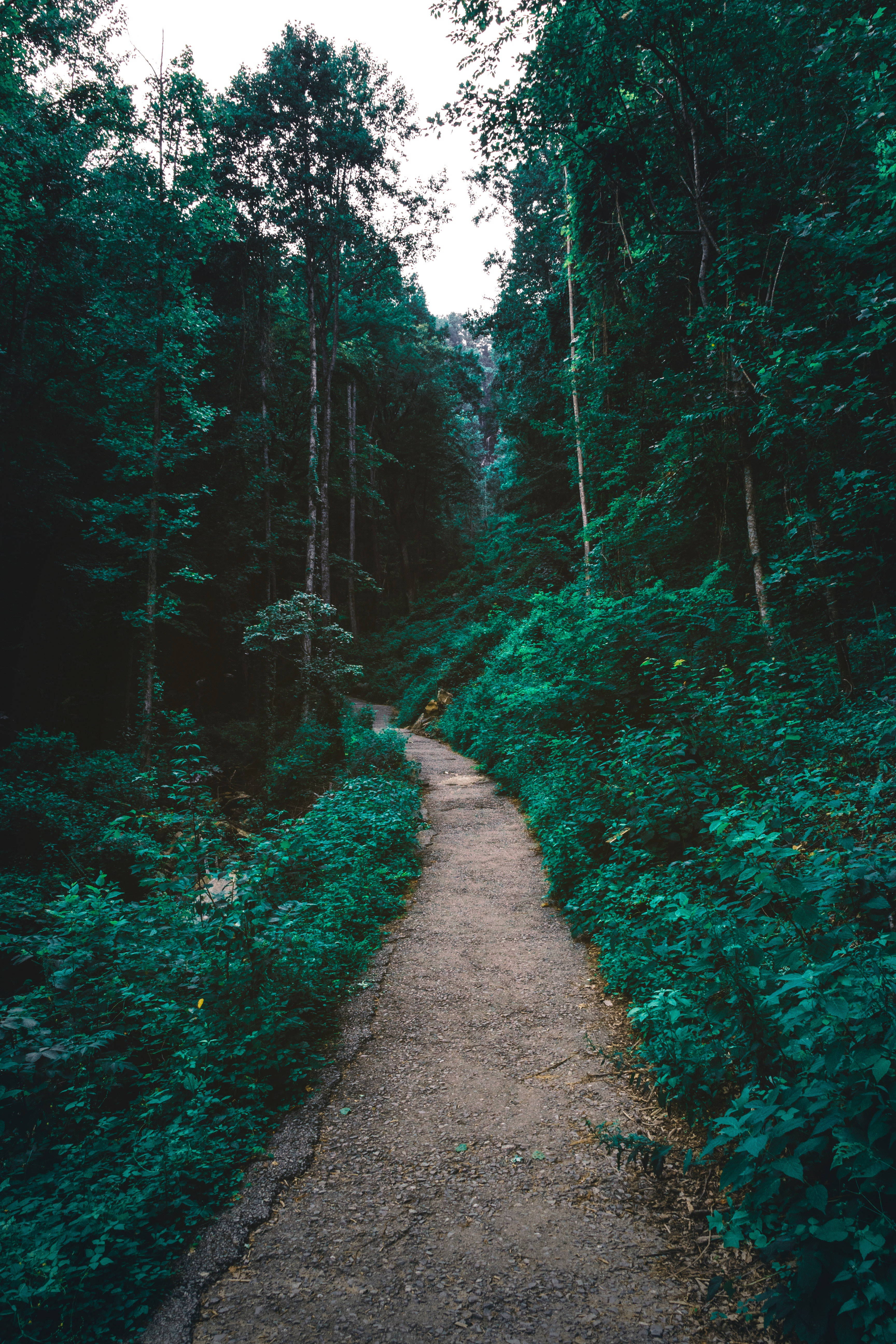 green forest pathway, dense emerald forest, winding dirt path, 5K Phone Wallpaper