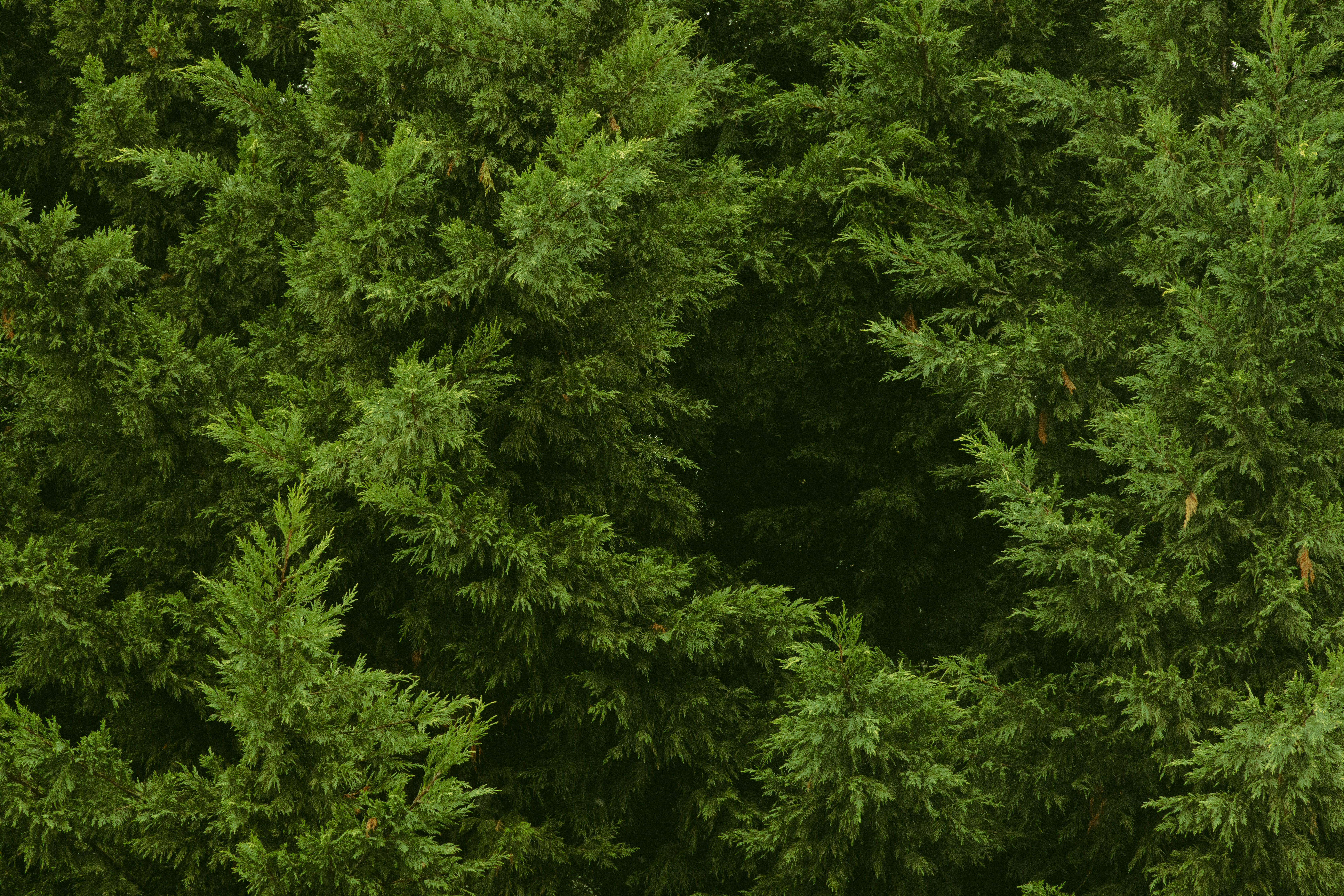 Green Forest Aesthetic, lush green cedar branches, subtle variations in shade, 5K Desktop Wallpaper
