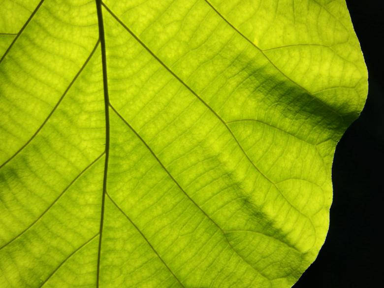 vibrant green leaf, intricate veins, dark background, SD Desktop Wallpaper