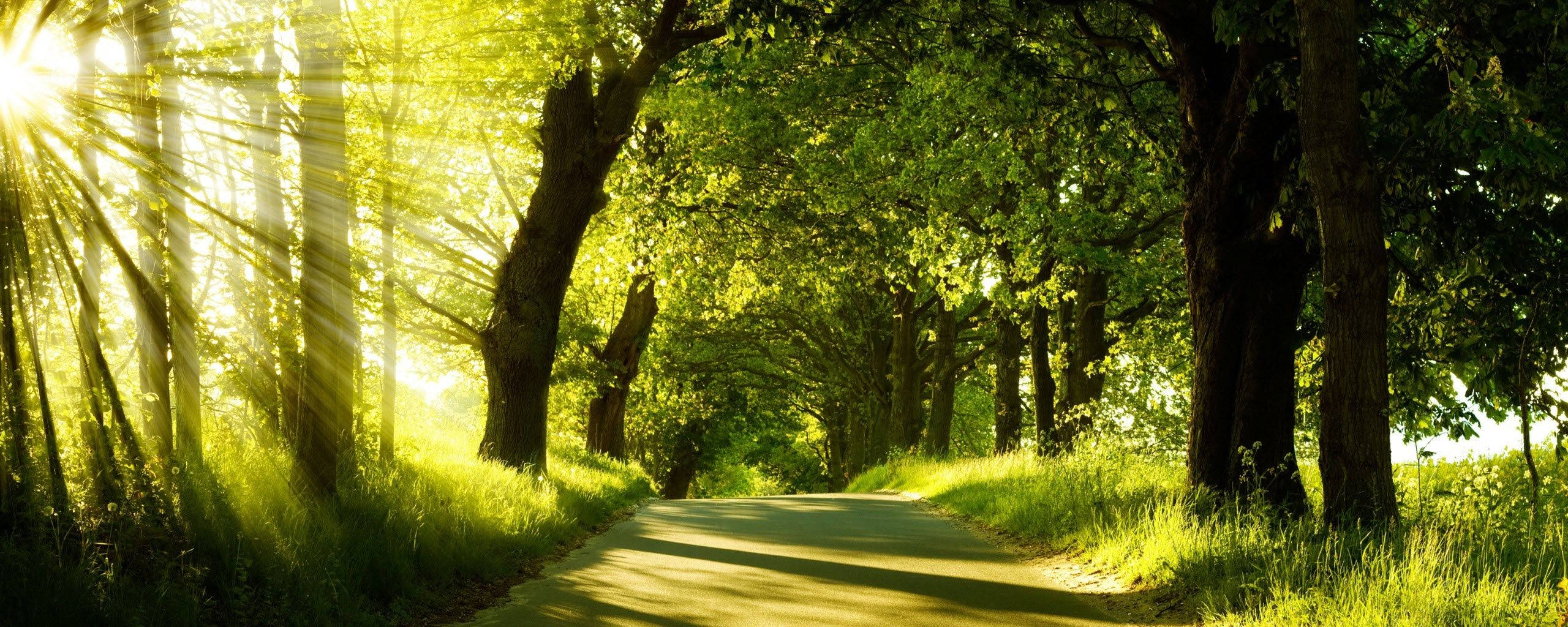 Green Nature Park, lush green trees, canopy, 2K Desktop Wallpaper