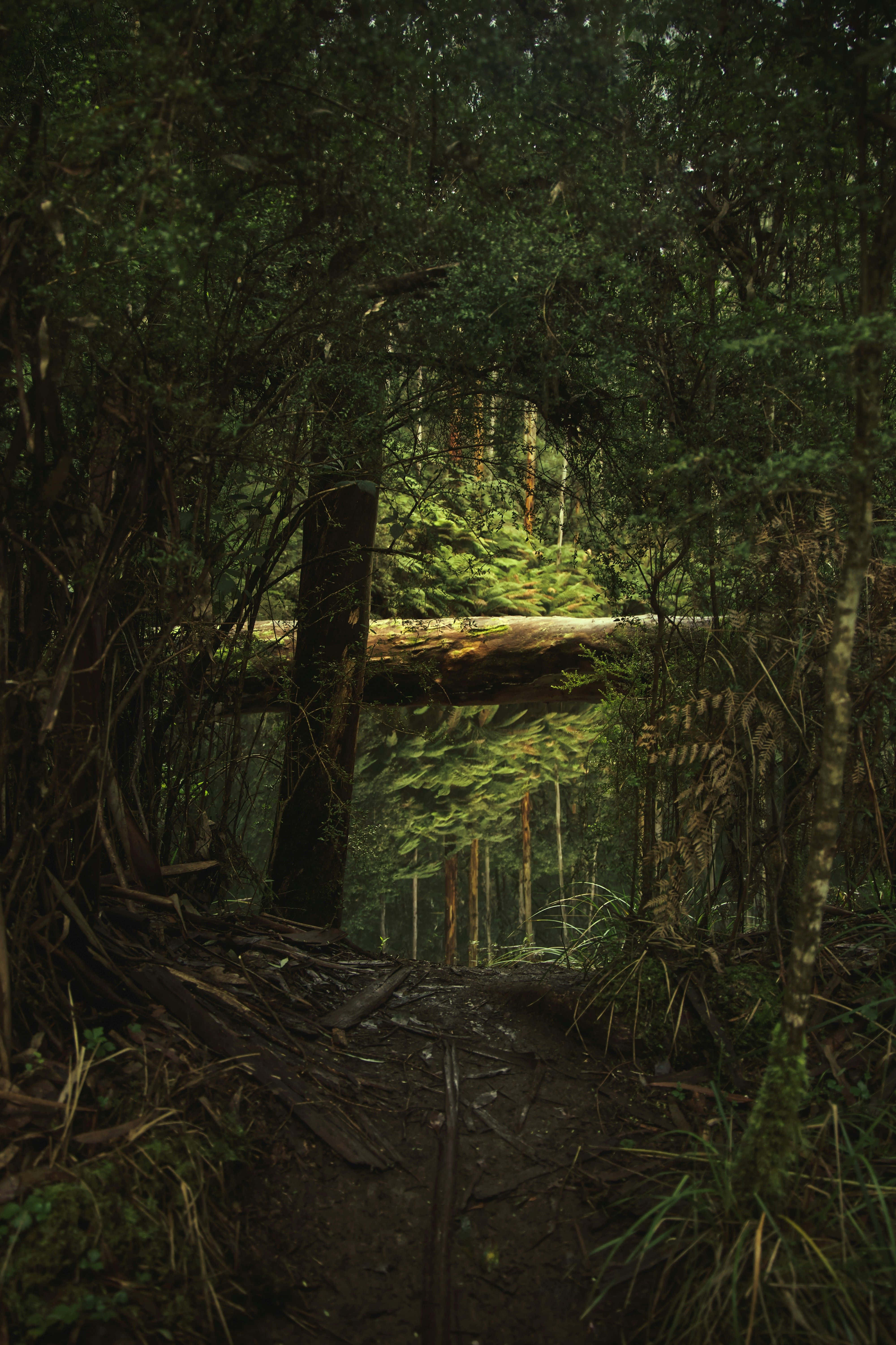 enchanted forest pathway, narrow forest trail, dense green foliage, 5K Phone Wallpaper