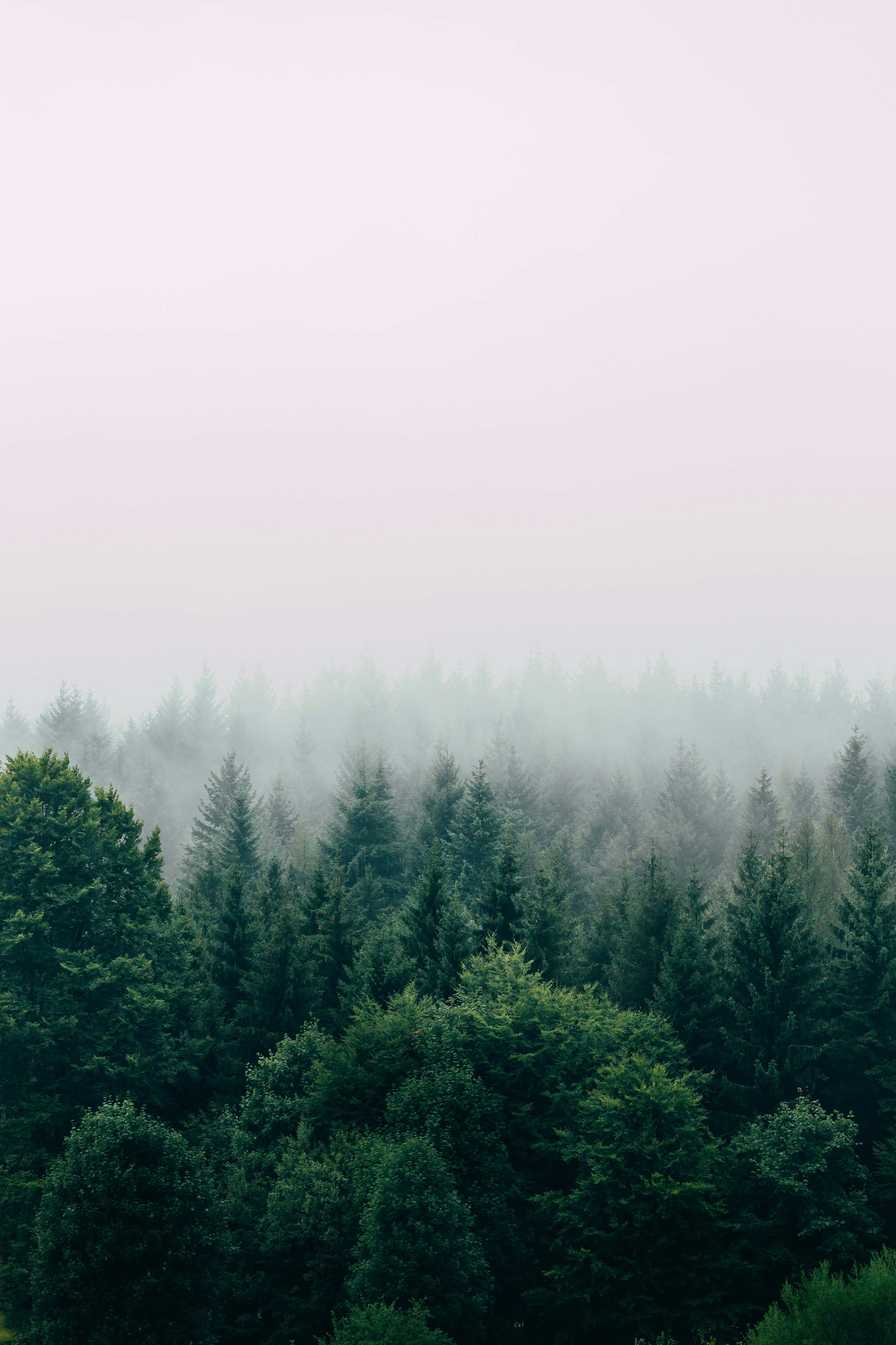 misty forest, evergreen trees, soft pinkish gray sky, 5K Phone Wallpaper
