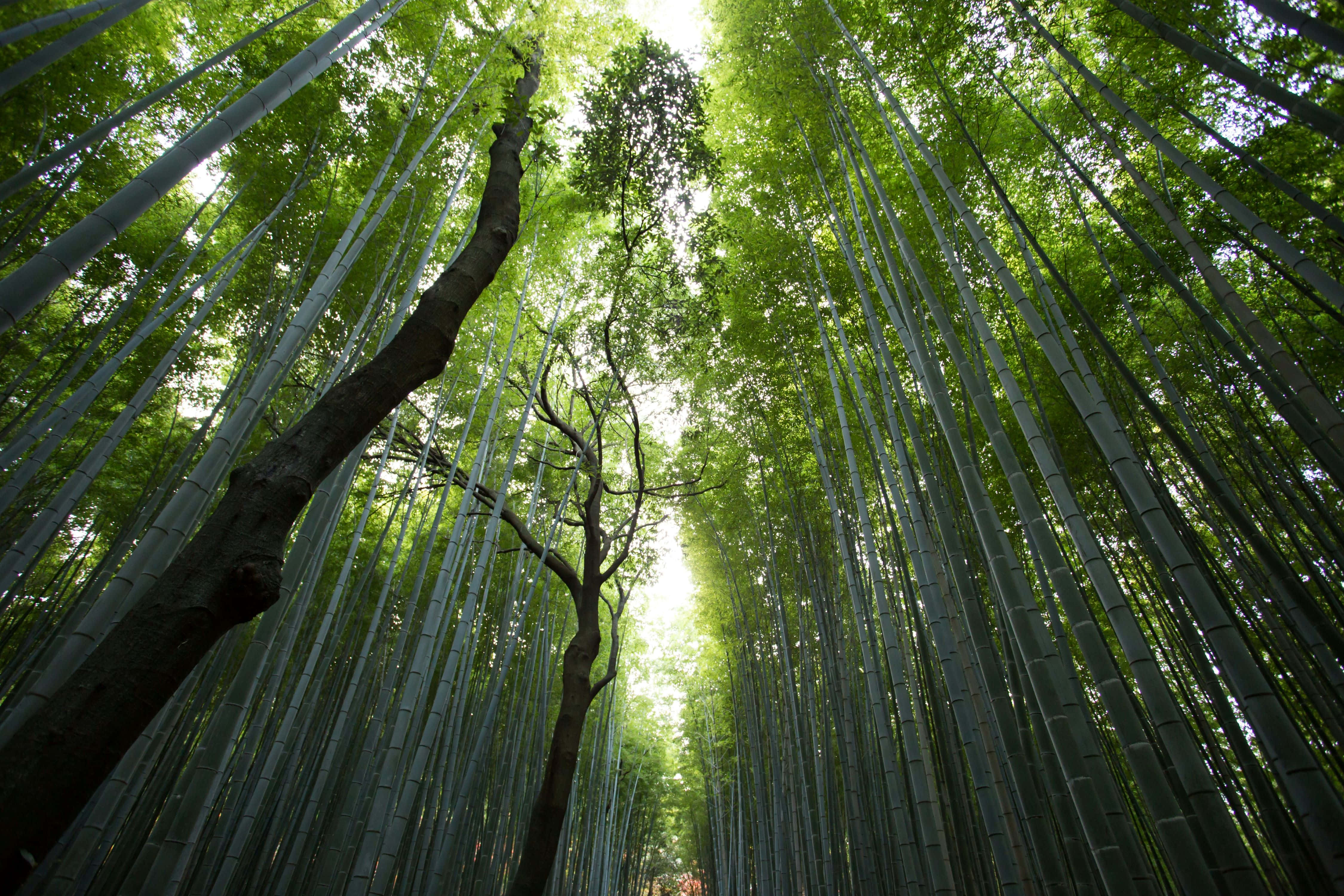 bamboo stalks, dense forest canopy, dappled sunlight, 4K Desktop Wallpaper