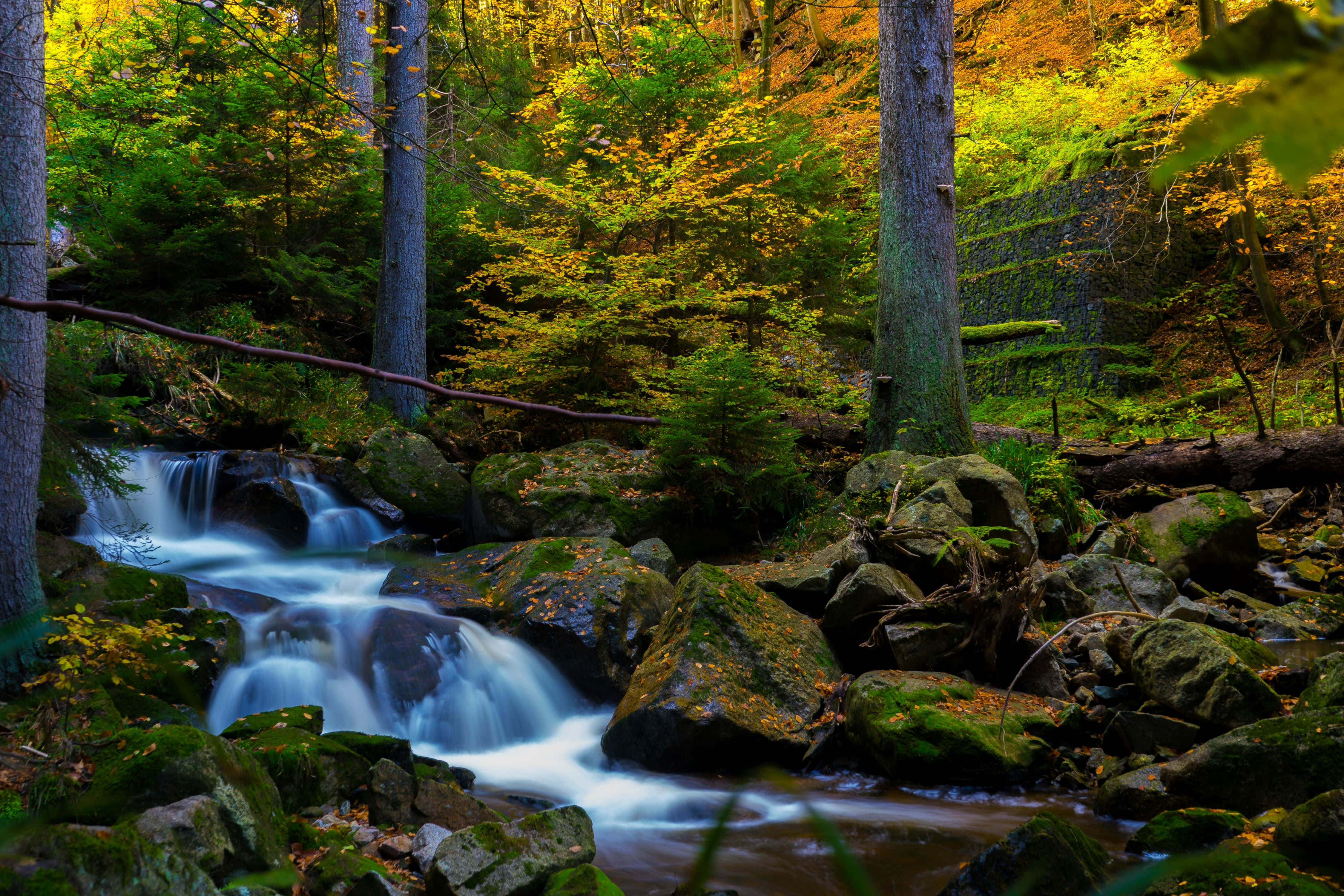 enchanted forest stream, autumn forest, mossy rocks, 4K Desktop Wallpaper