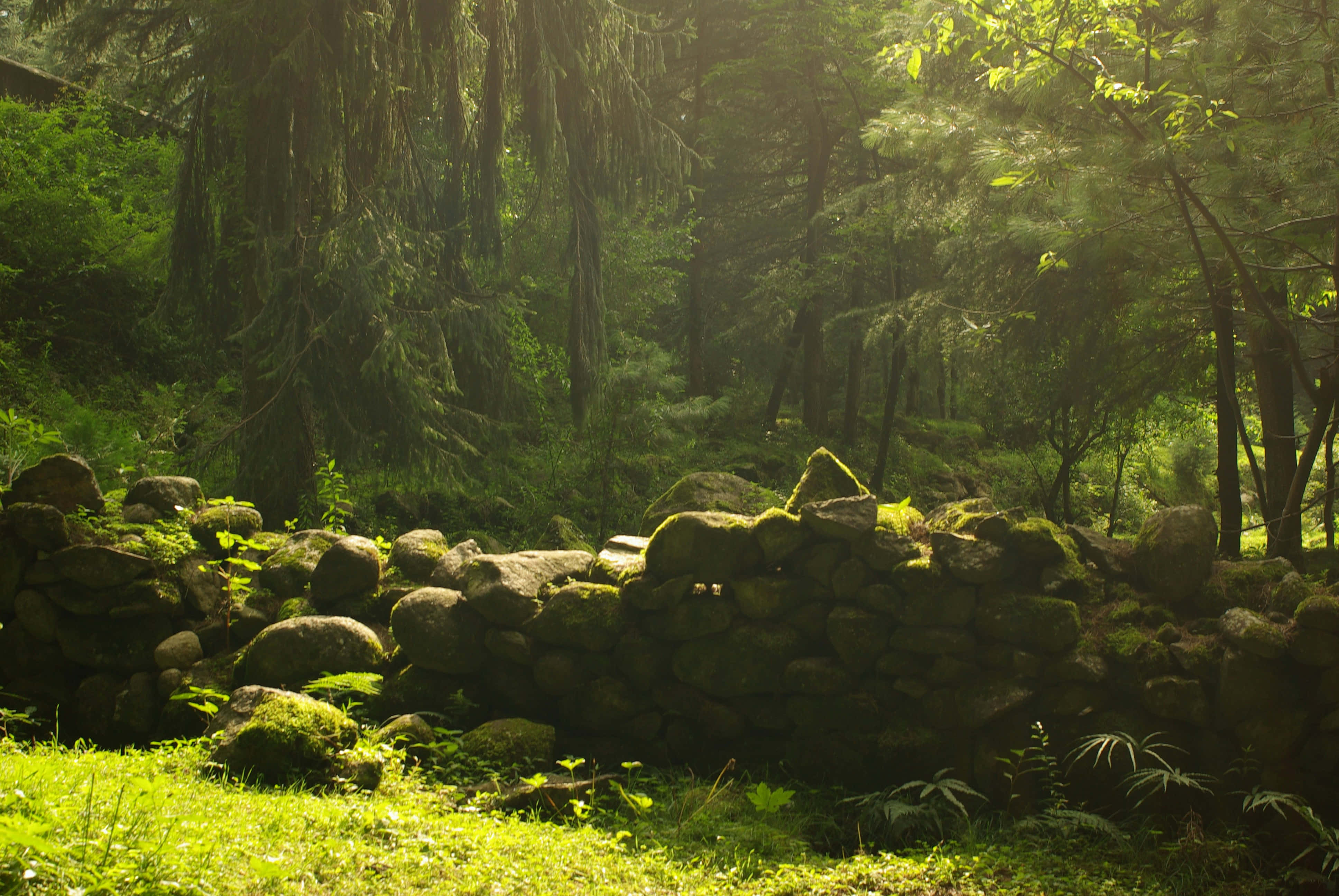 enchanted forest, sunbeam glow, dense evergreen trees, 4K Desktop Wallpaper