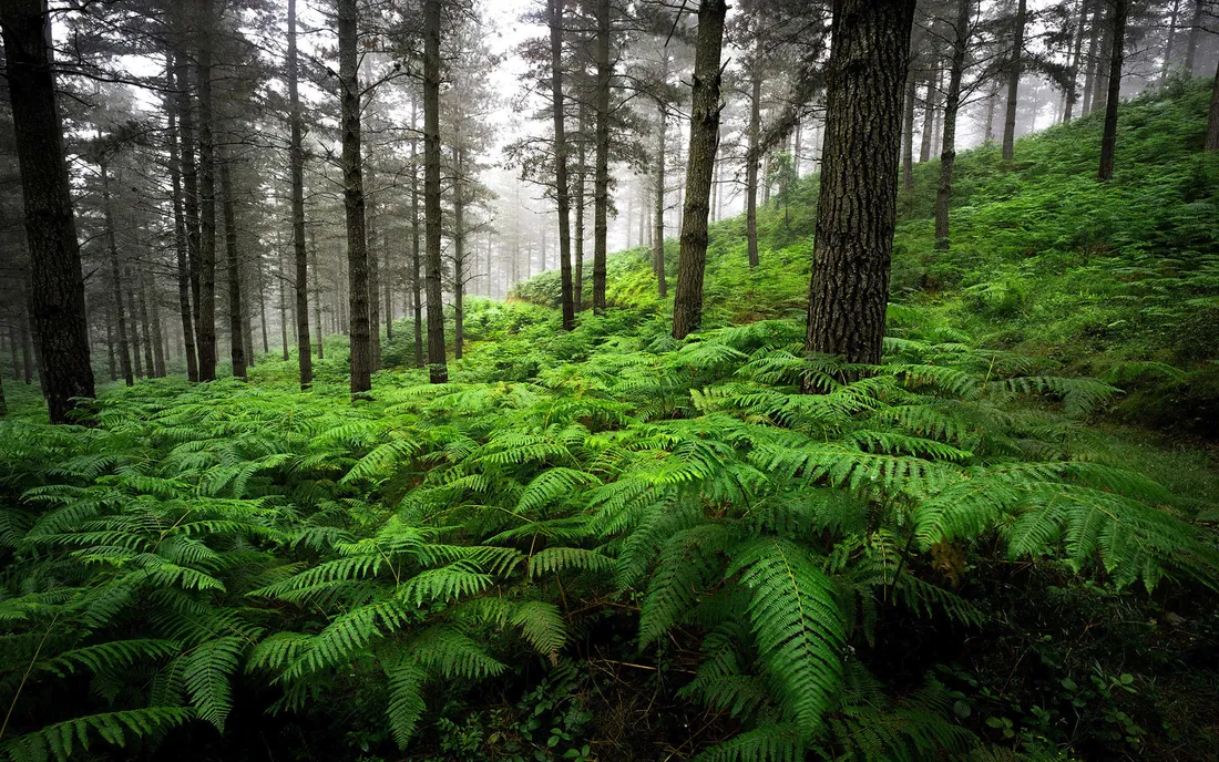 Forest Green
