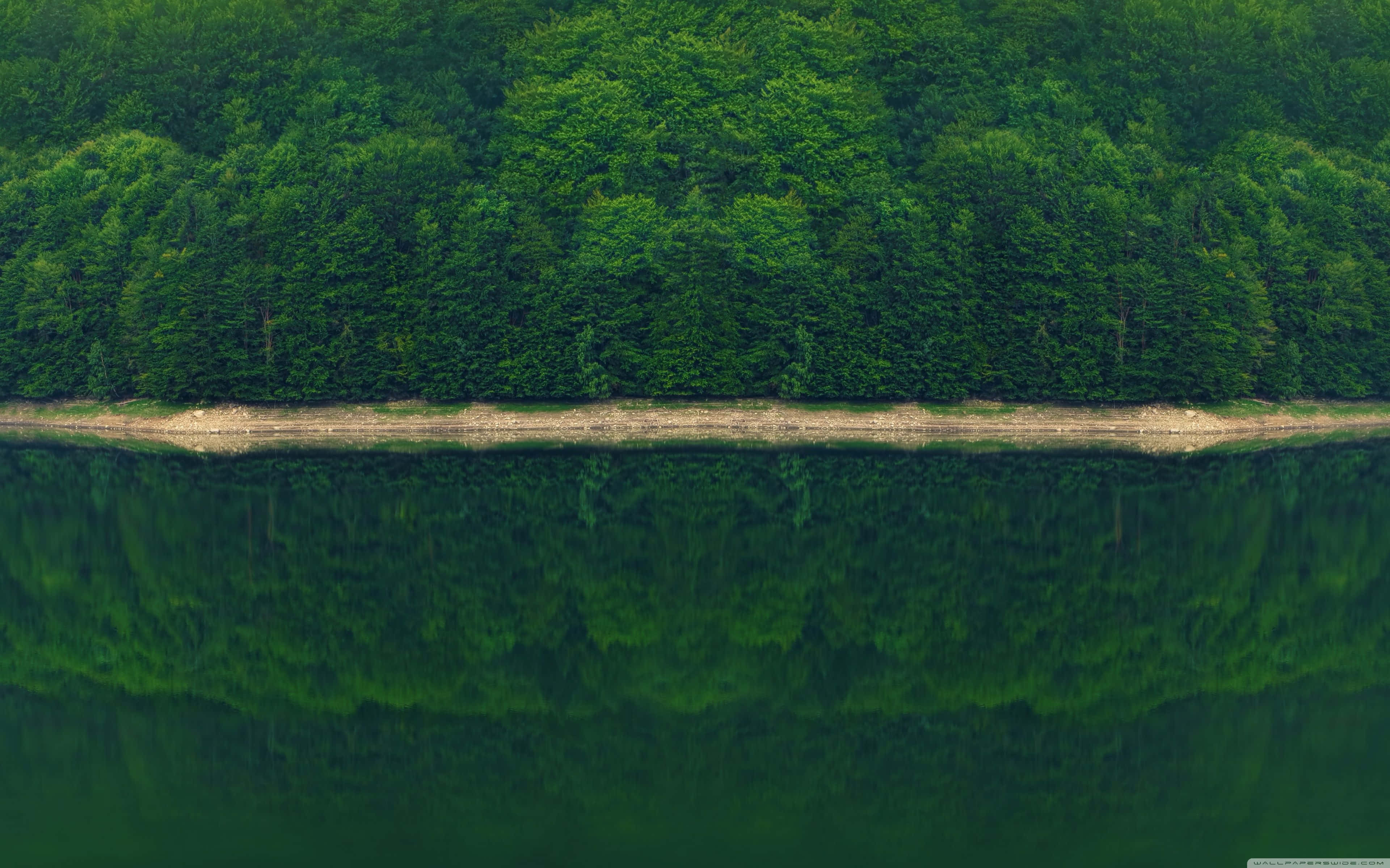 Forest Green, 3840 x 2400, Green Forest, 4K Desktop Wallpaper