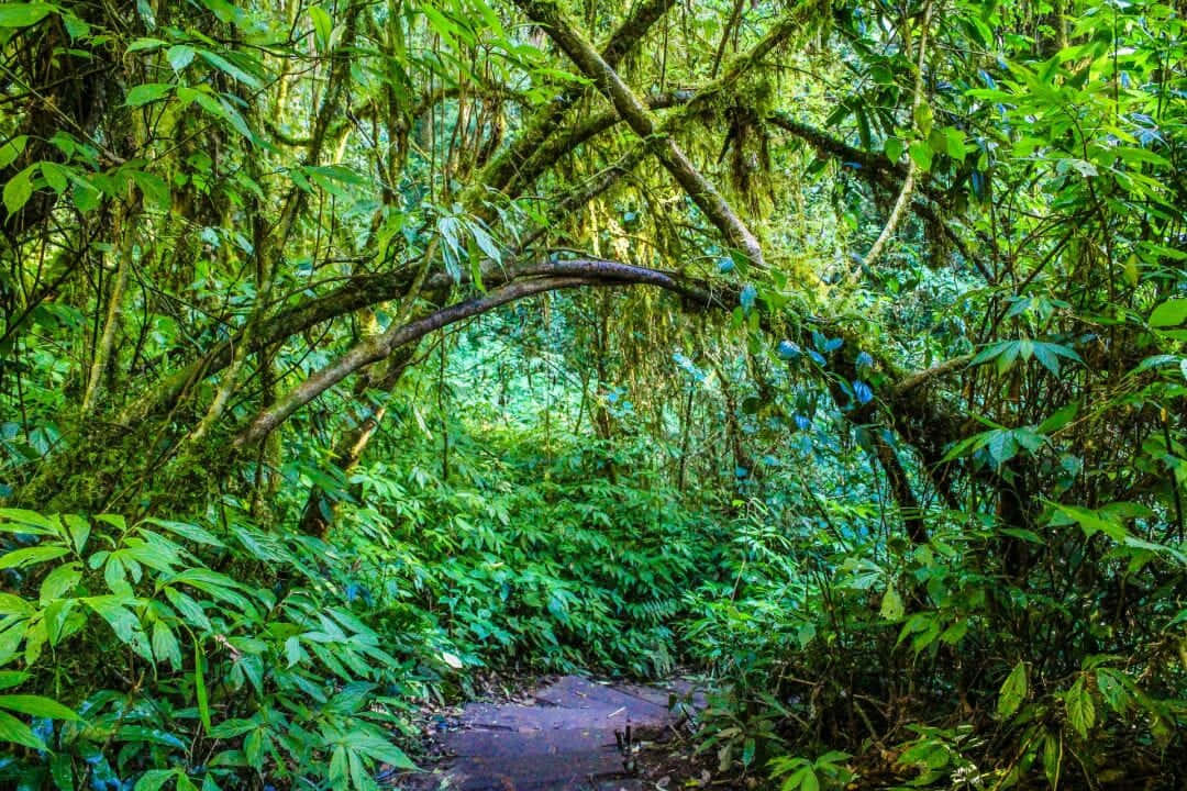 Jungle Desktop, dirt path, lush green jungle canopy, SD Desktop Wallpaper