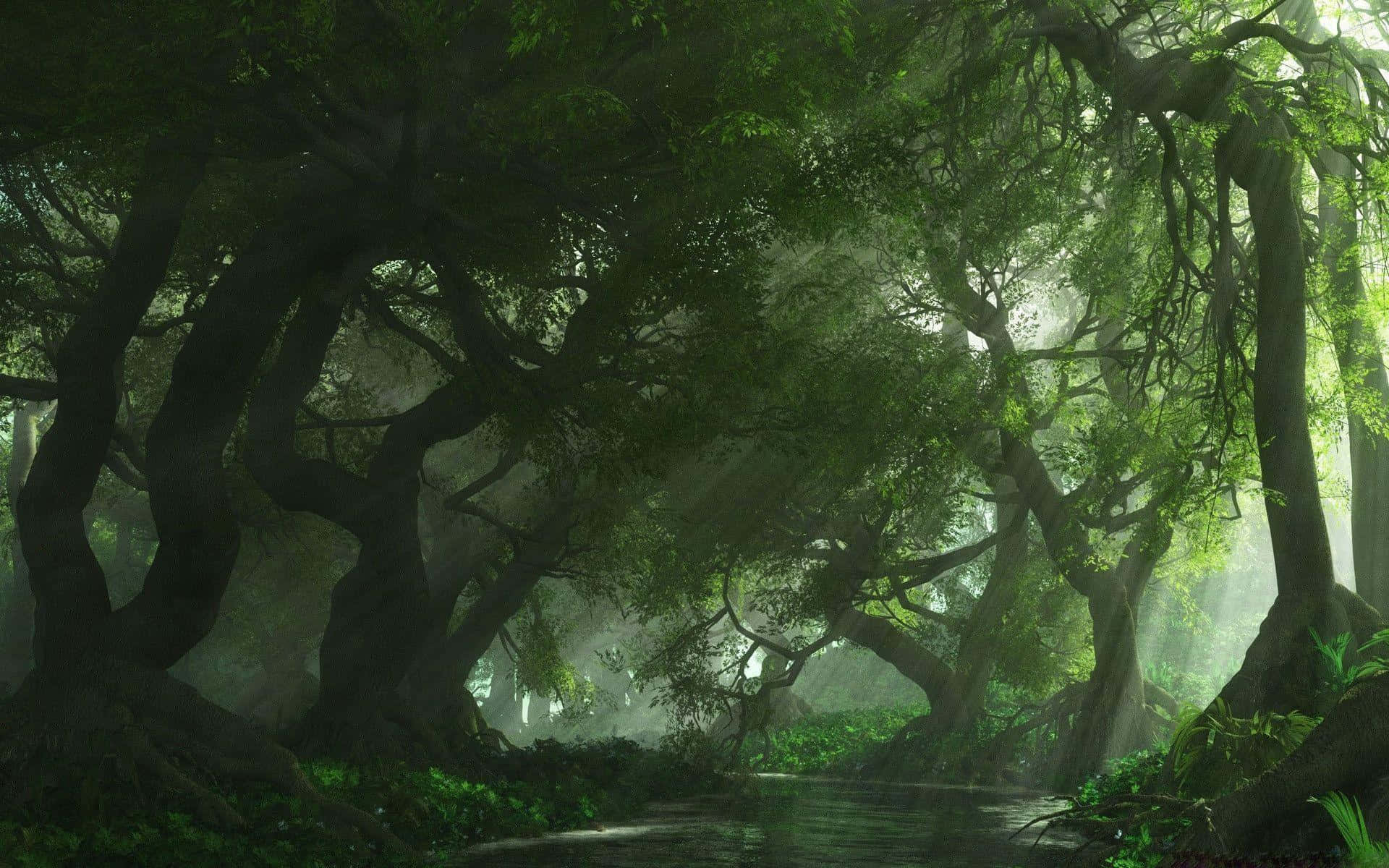 Forest Green, misty forest, ancient gnarled trees, Full HD Desktop Wallpaper