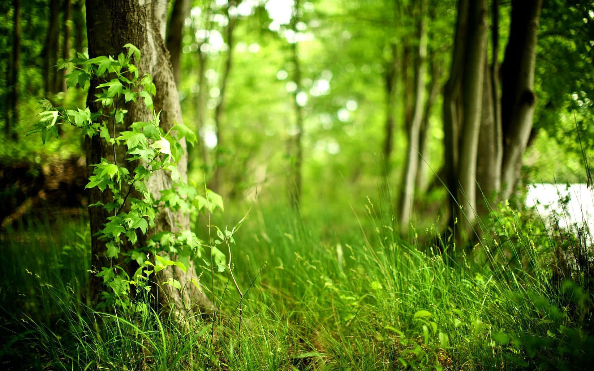 lush green trees, dappled light, vibrant forest floor, Full HD Desktop Wallpaper