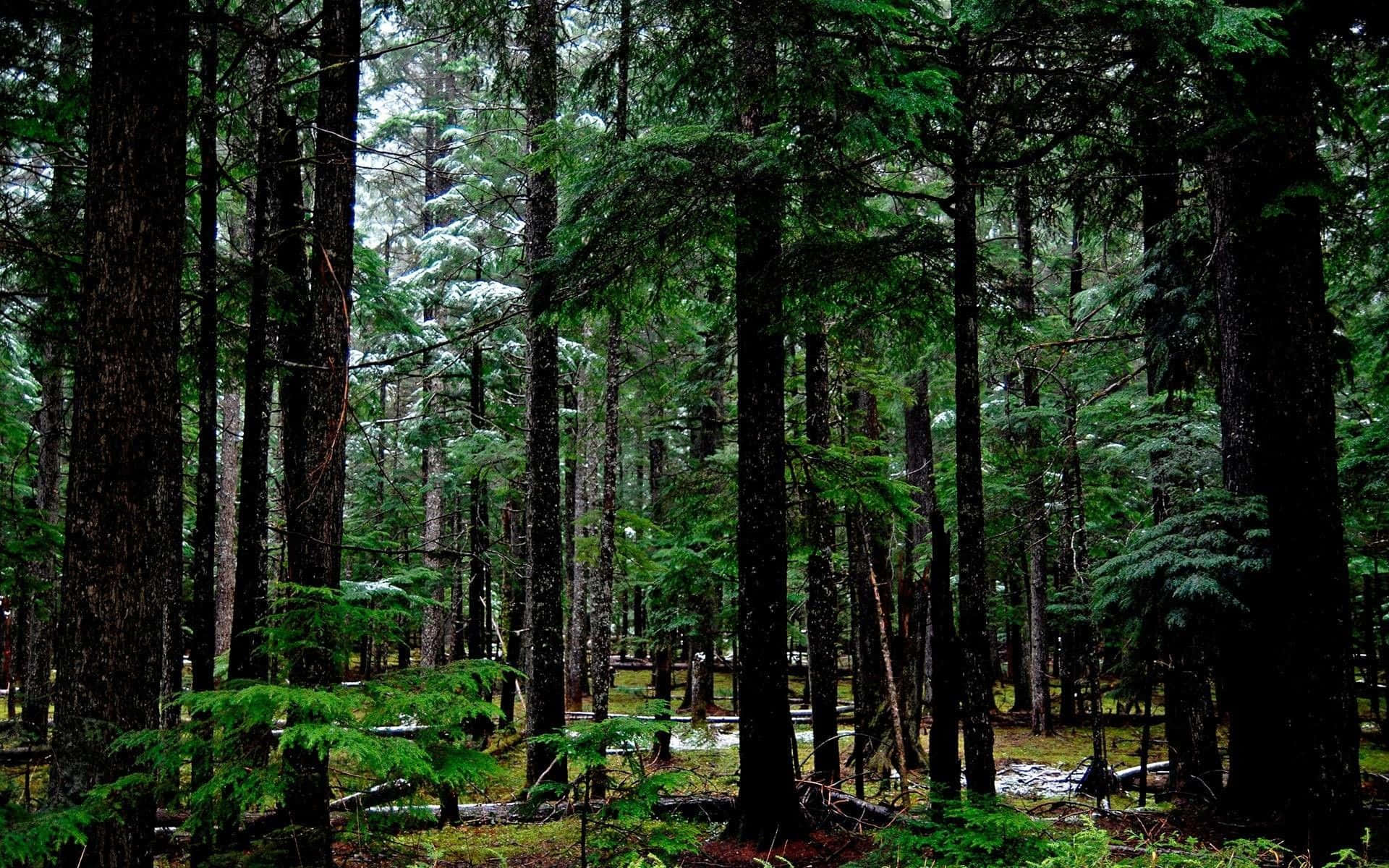Forest Green, evergreen trees, misty forest, Full HD Desktop Wallpaper