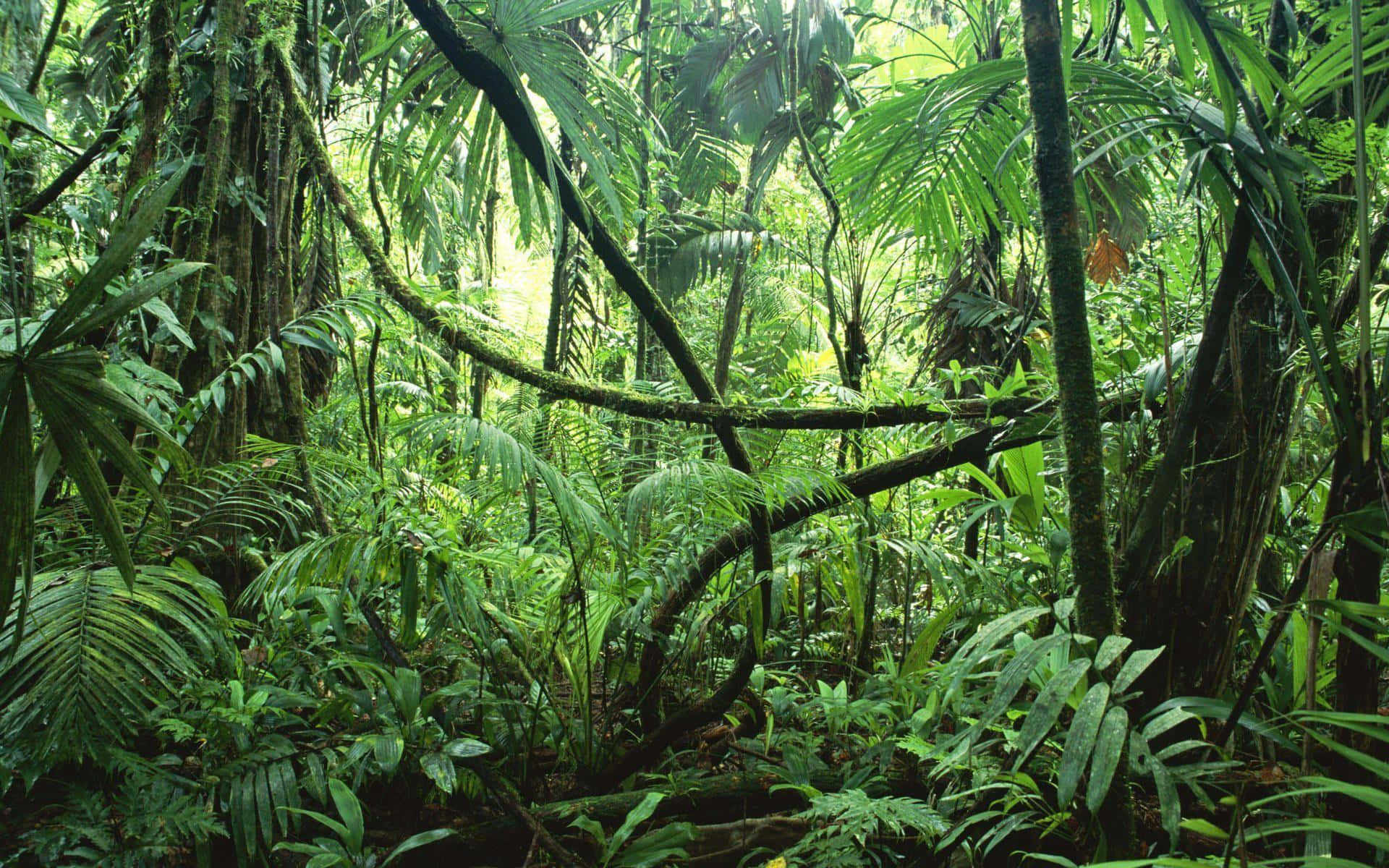 Jungle, tropical jungle, towering trees, Full HD Desktop Wallpaper