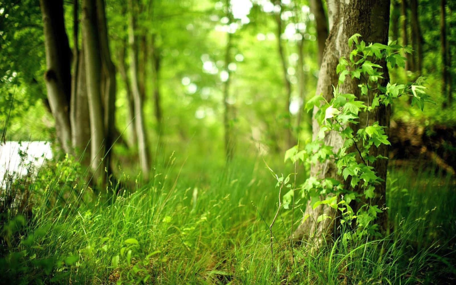 Forest Green, warm green shades, sunlight, HD Desktop Wallpaper