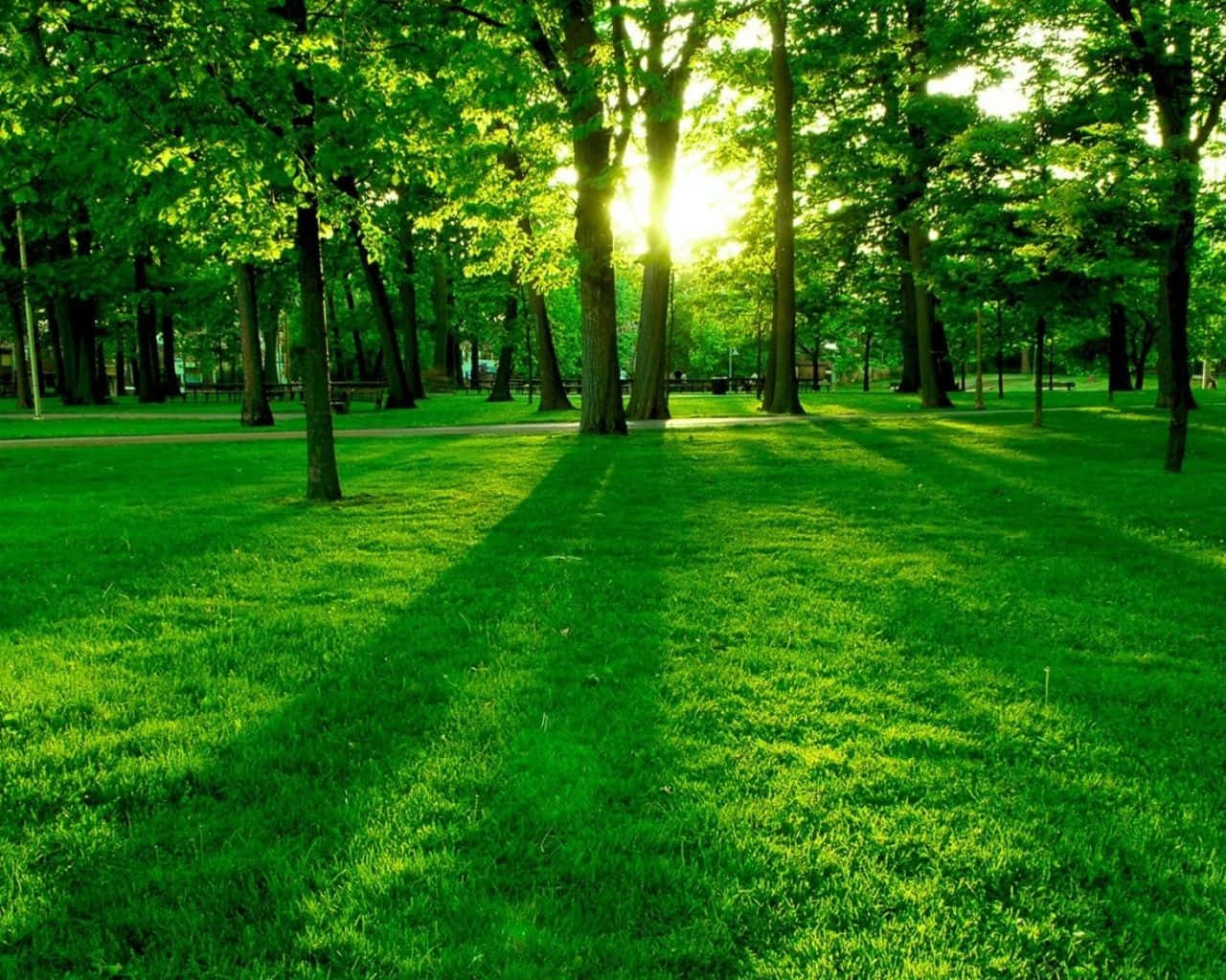 Forest Green, lush green trees, vibrant grassy park path, HD Desktop Wallpaper